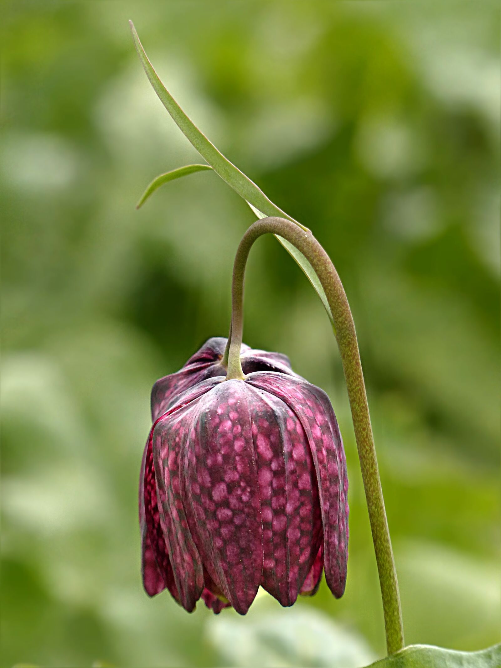 Panasonic Lumix DMC-FZ200 sample photo. Chequered, fritillaria meleagris, violet photography