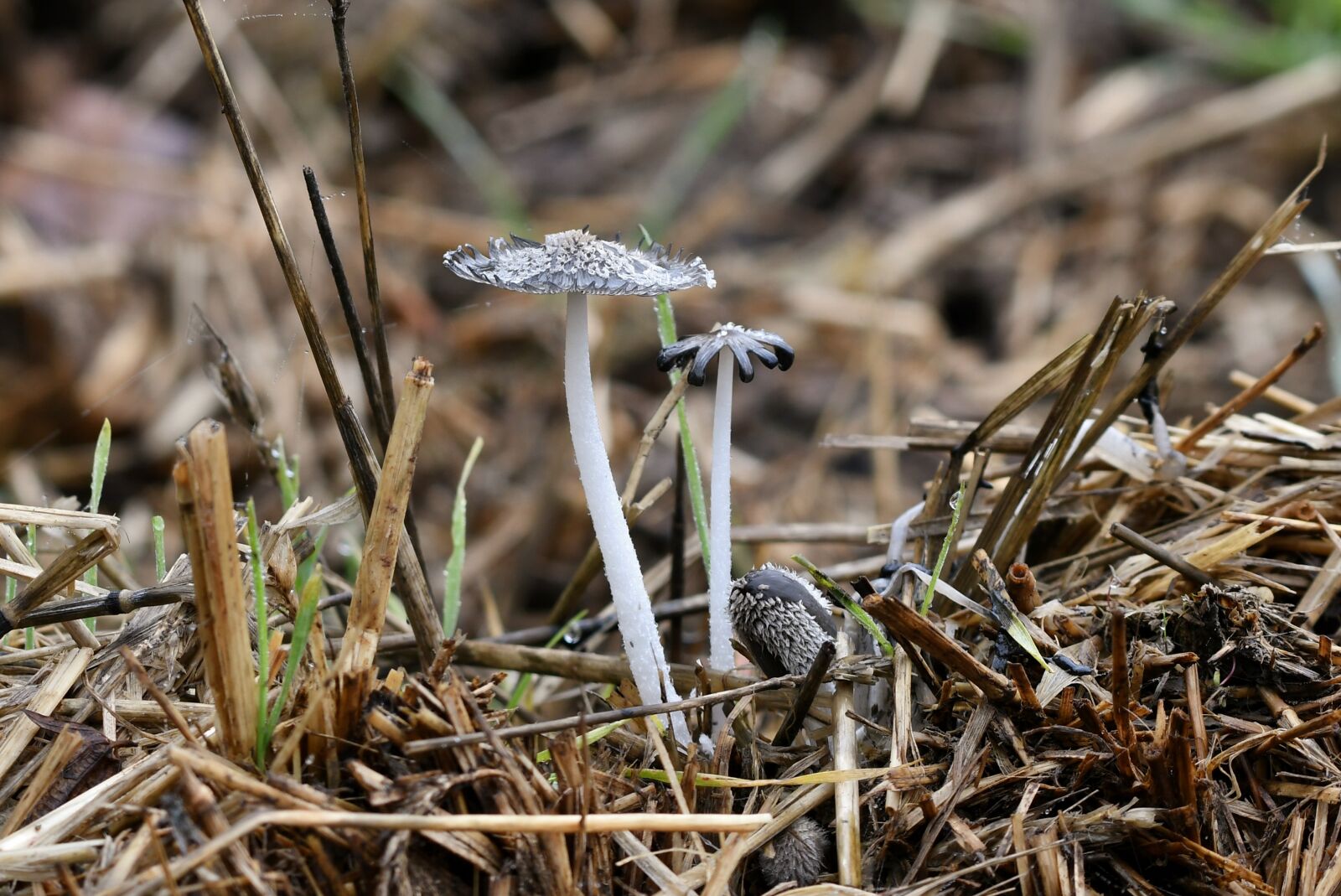 Nikon D500 sample photo. Mushrooms, dunghill, fungi photography