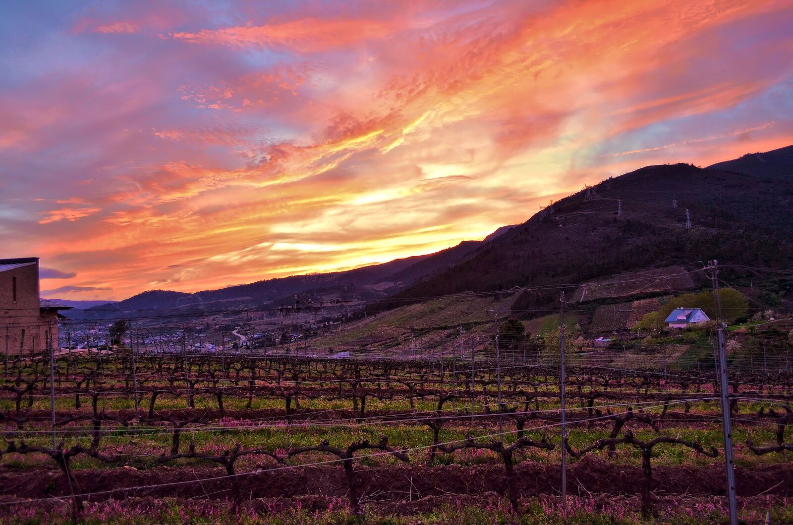 Nikon D5100 sample photo. Vineyard, strain, vine photography