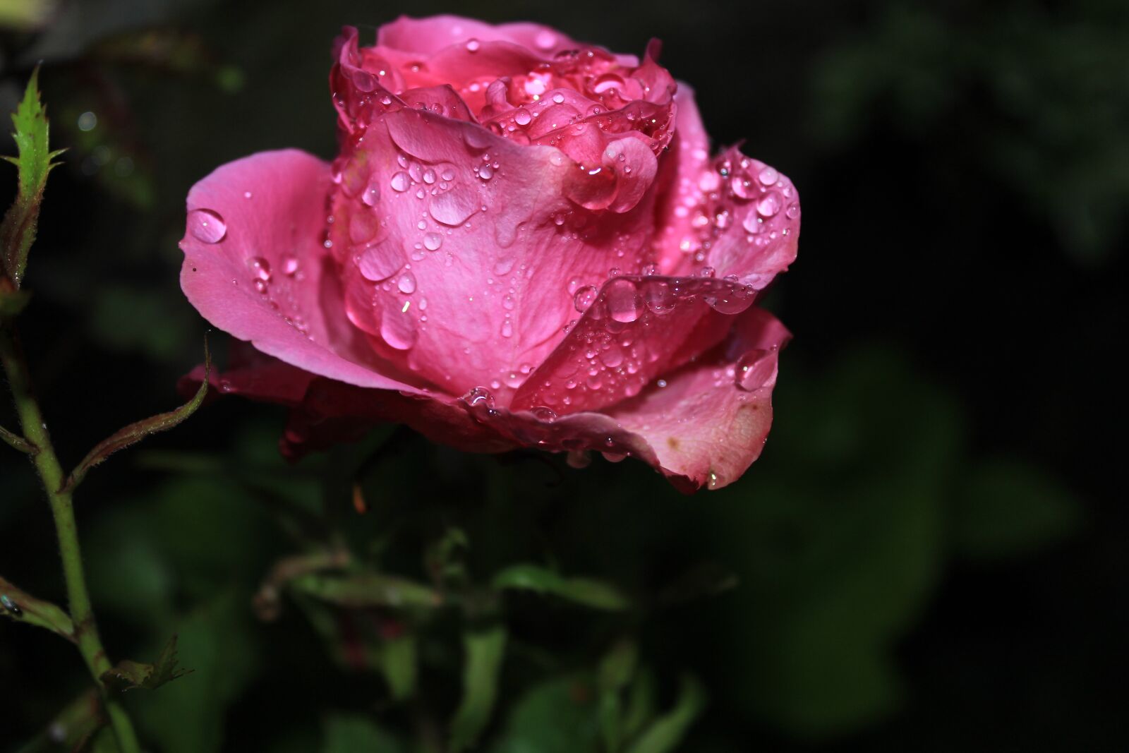 Canon EOS 1200D (EOS Rebel T5 / EOS Kiss X70 / EOS Hi) sample photo. Flower, rosa, night photography