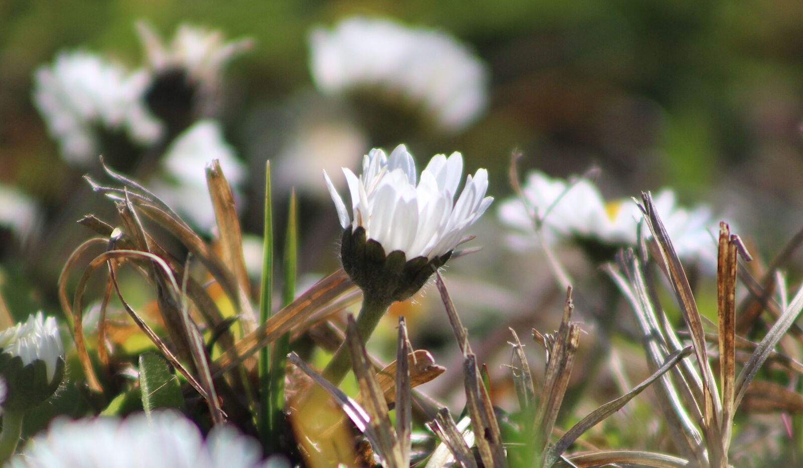 Canon EOS 4000D (EOS Rebel T100 / EOS 3000D) sample photo. Nature, plants, meadow photography