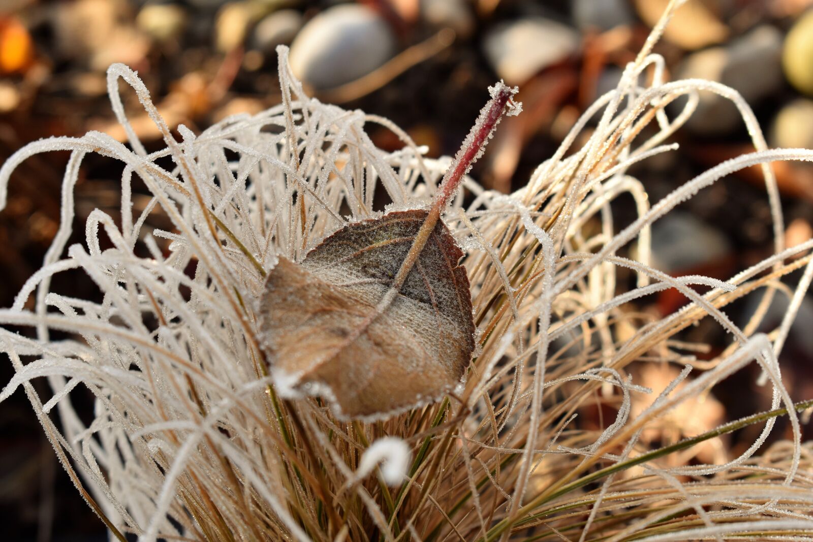 Nikon D5500 sample photo. Leaf, grass, frost photography