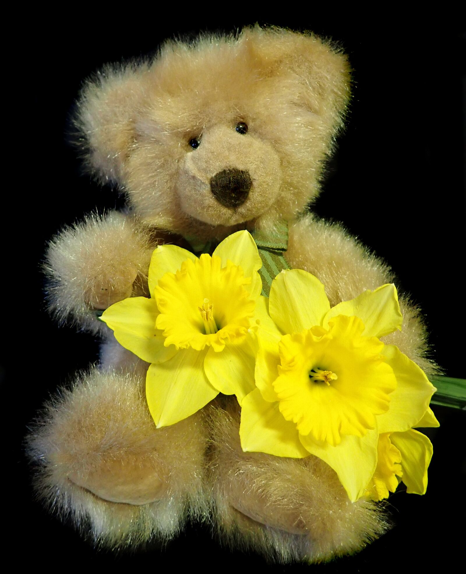 Olympus TG-5 sample photo. Bear, teddy, toy photography