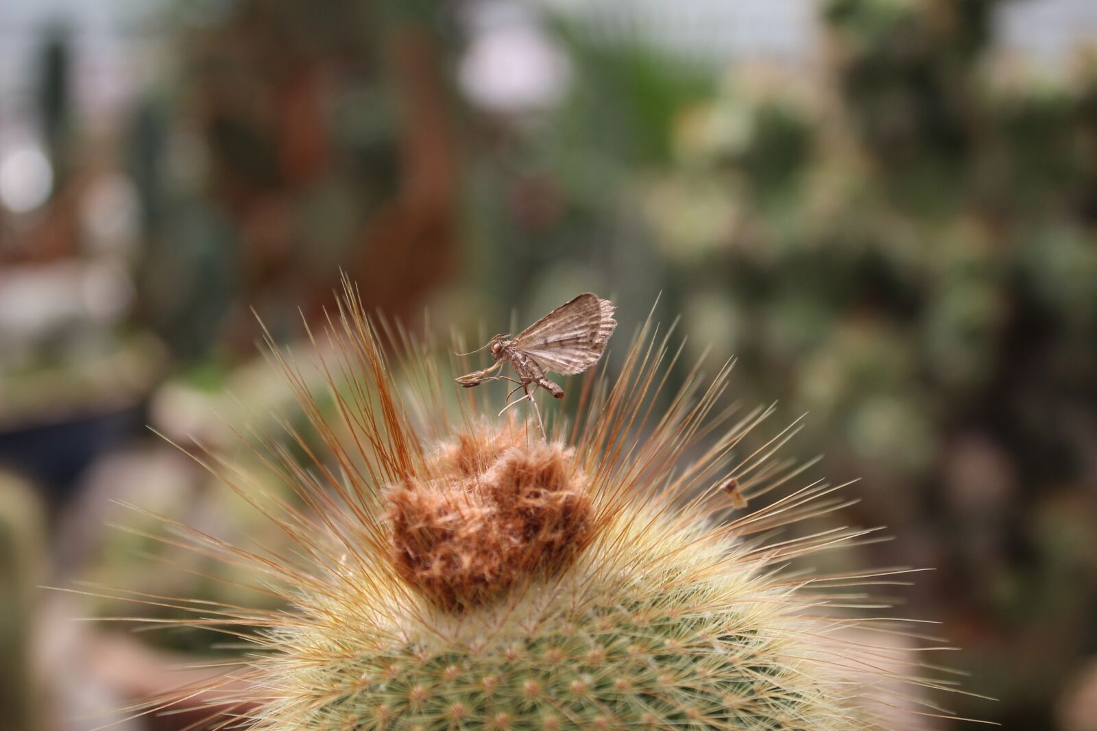 Canon EOS 1200D (EOS Rebel T5 / EOS Kiss X70 / EOS Hi) + Canon EF-S 18-55mm F3.5-5.6 IS sample photo. Cactus, bug, butterfly photography