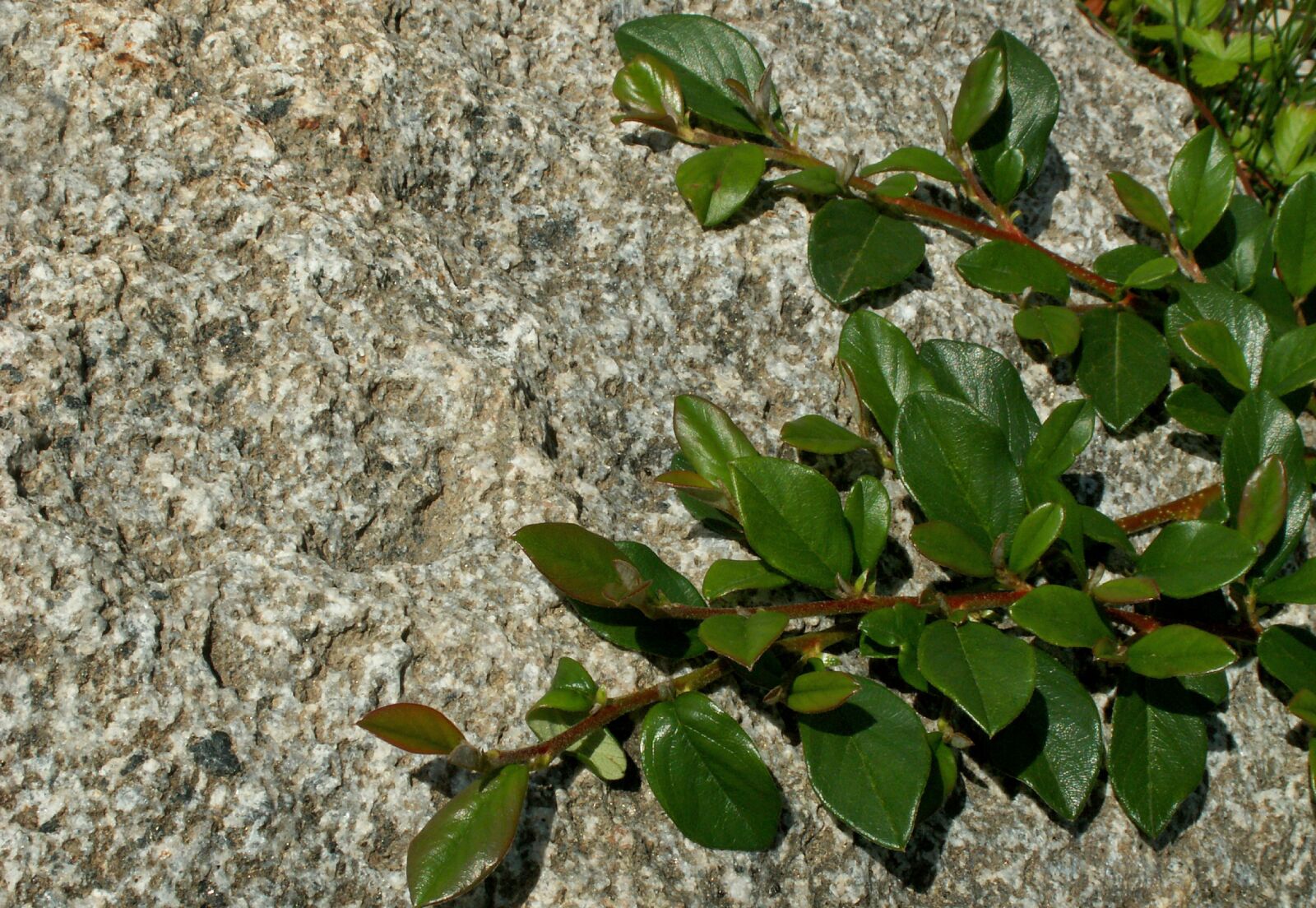 KONICA MINOLTA DiMAGE Z5 sample photo. Leaf, plant, nature photography