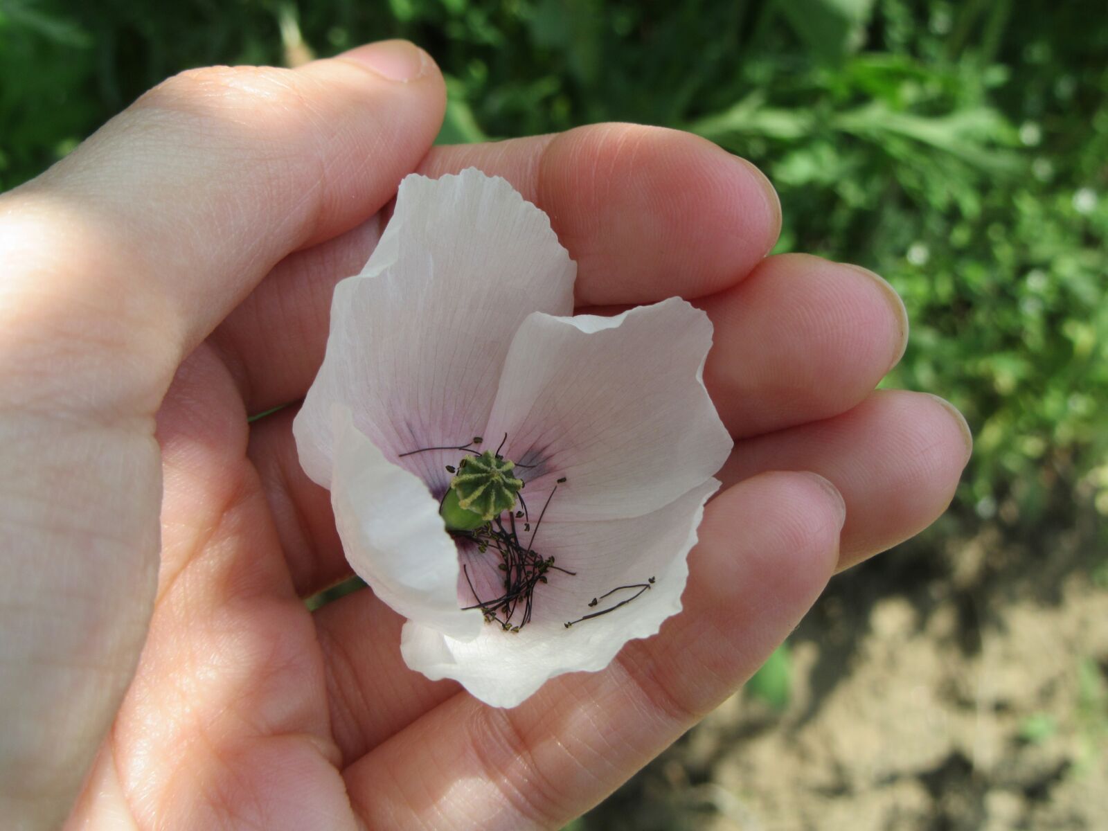 Canon PowerShot SX610 HS sample photo. White poppy, green, flower photography