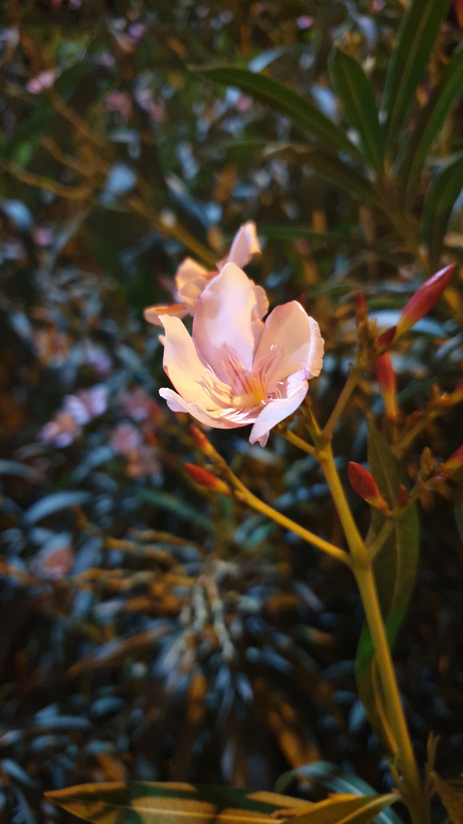 Samsung Galaxy Note9 sample photo. Flower, love, feel photography