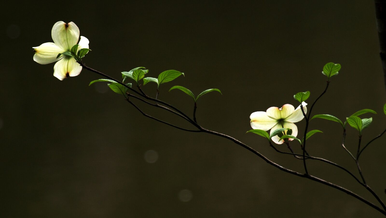 Olympus E-510 (EVOLT E-510) sample photo. Natural, plant, flowers photography