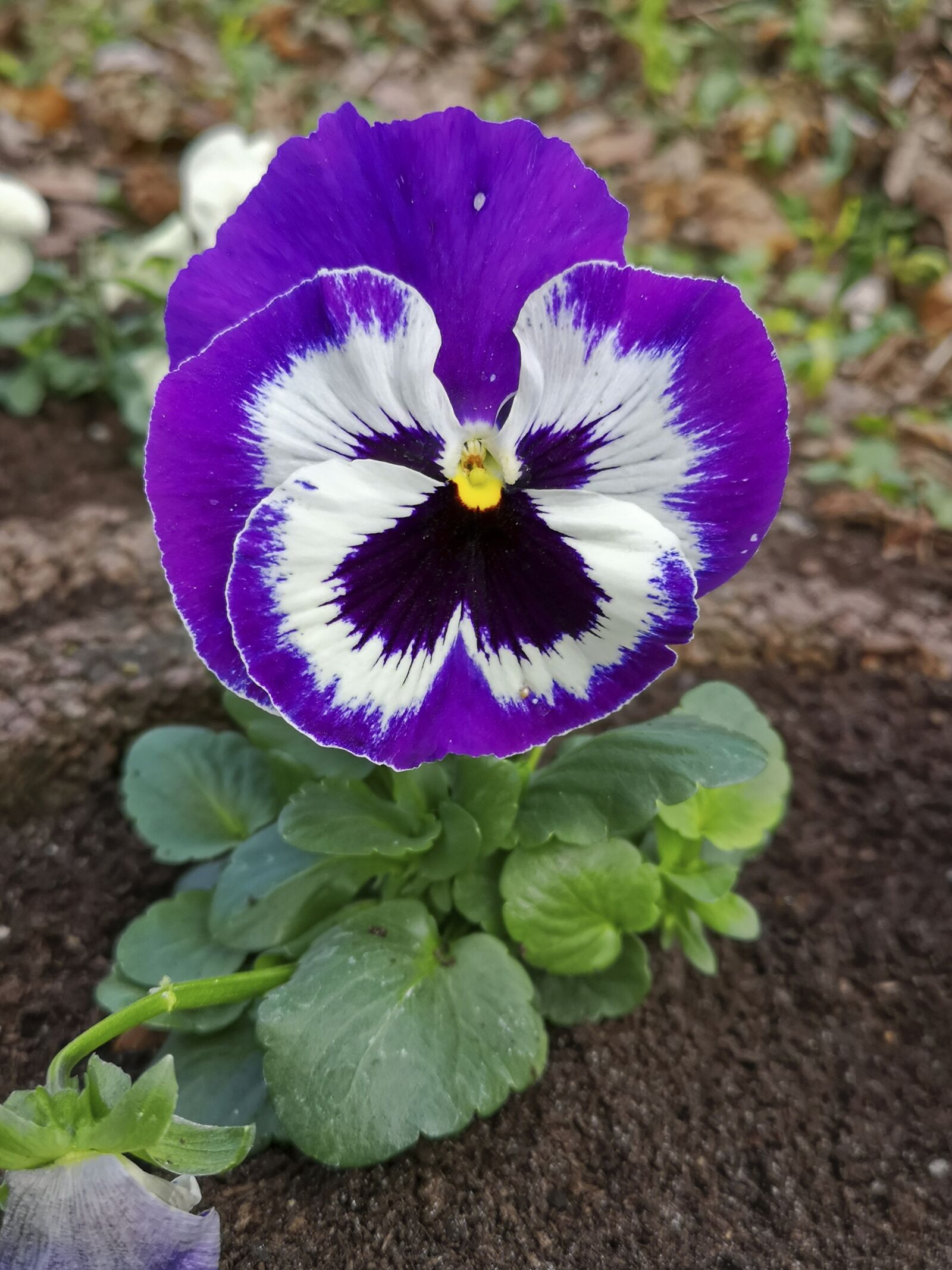 HUAWEI CLT-L09 sample photo. Flower, pansy, spring photography