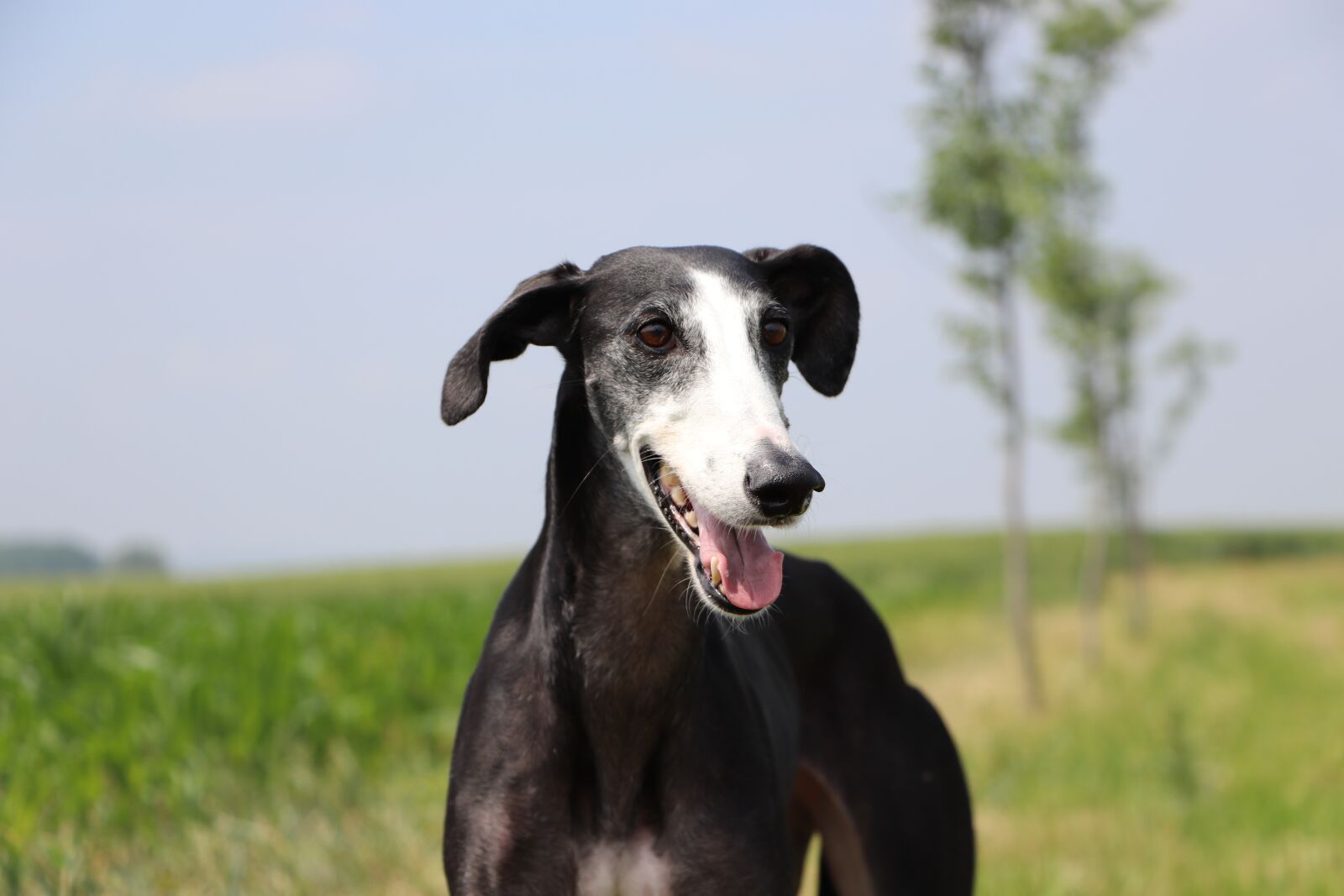 Canon EOS 800D (EOS Rebel T7i / EOS Kiss X9i) + Canon EF-S 18-135mm F3.5-5.6 IS STM sample photo. Spanish galgo, spanish greyhound photography