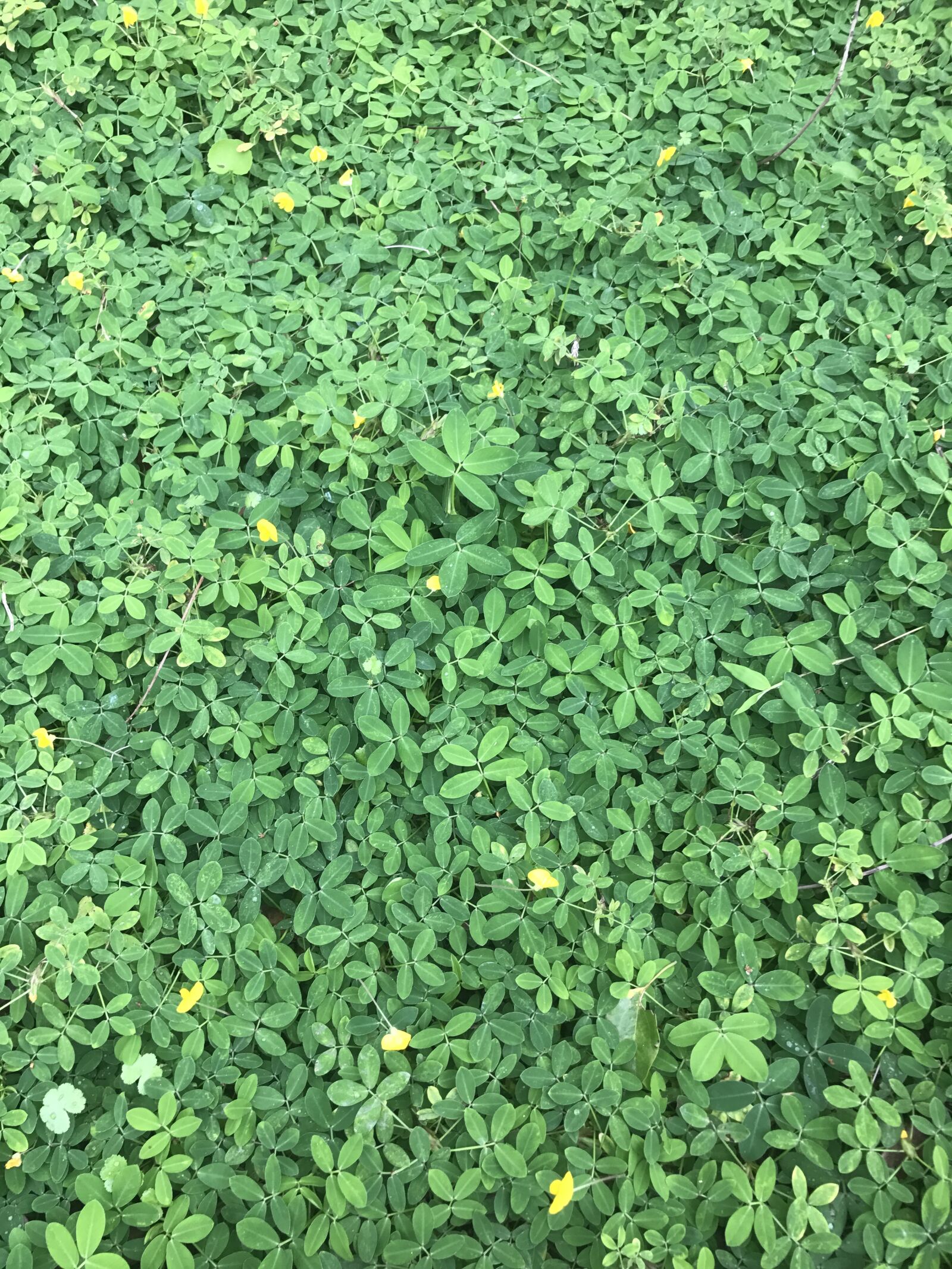 iPhone 7 Plus back dual camera 3.99mm f/1.8 sample photo. Minimalist, grass, minimal photography
