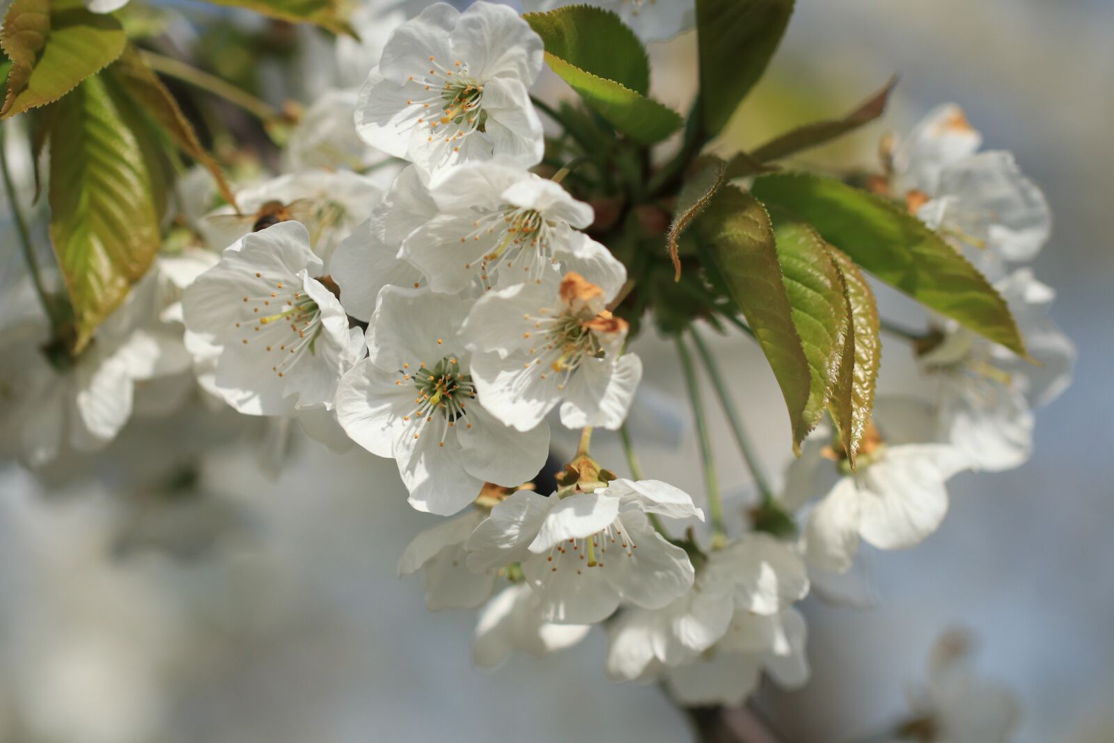 Canon EOS 80D sample photo. Cherry tree, cherry blossom photography