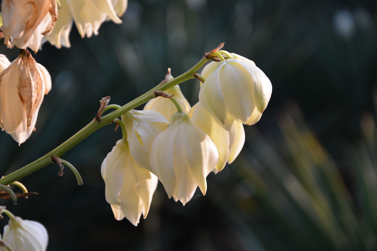 Nikon D5200 sample photo. Magnolia, flower, white flowers photography