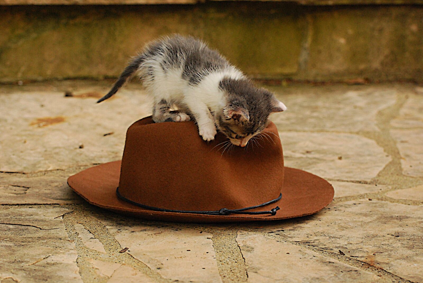 Nikon D80 sample photo. Kitten, stray, animal photography