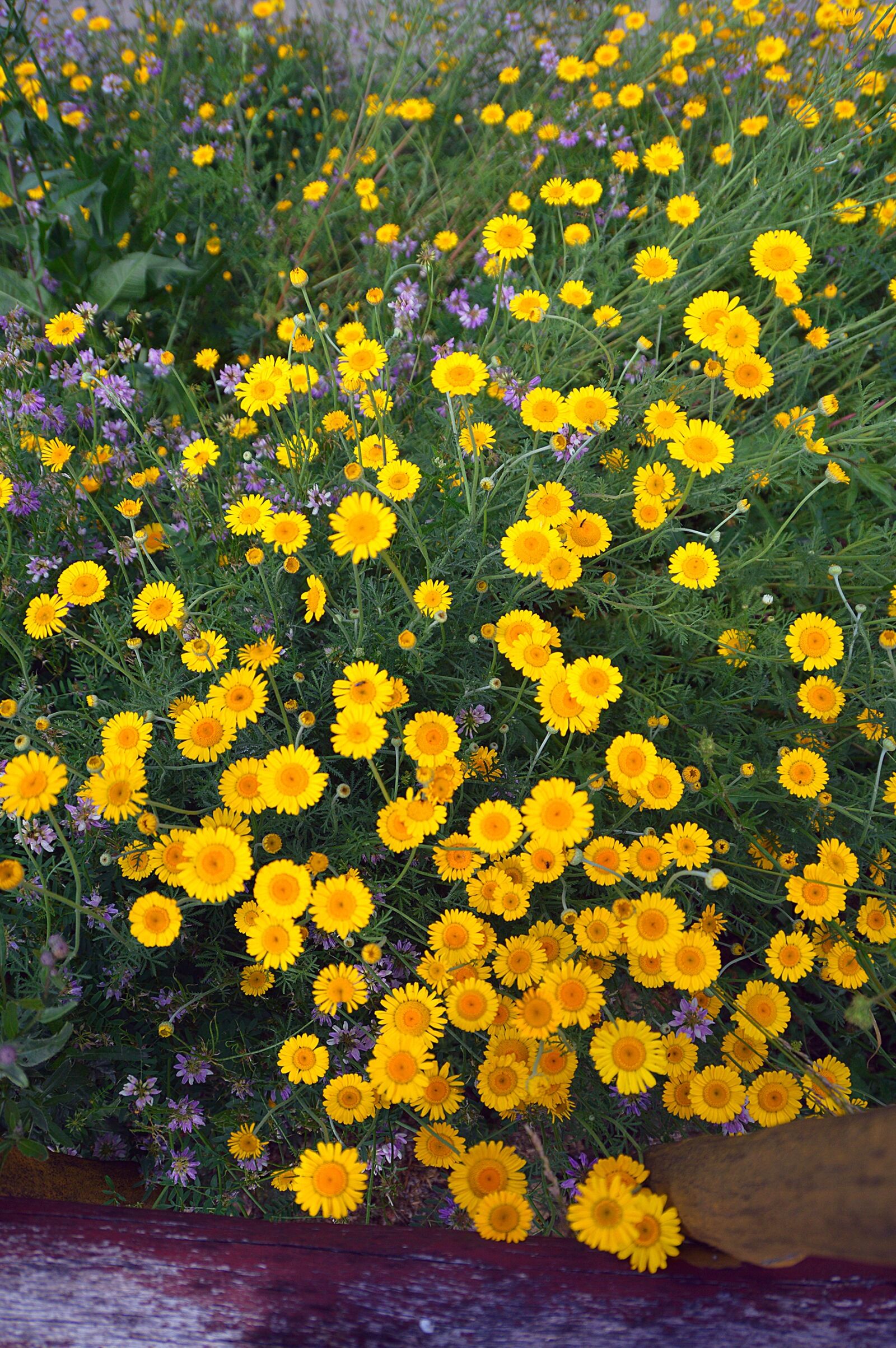 Nikon D3200 sample photo. Yellow, flowers, summer photography