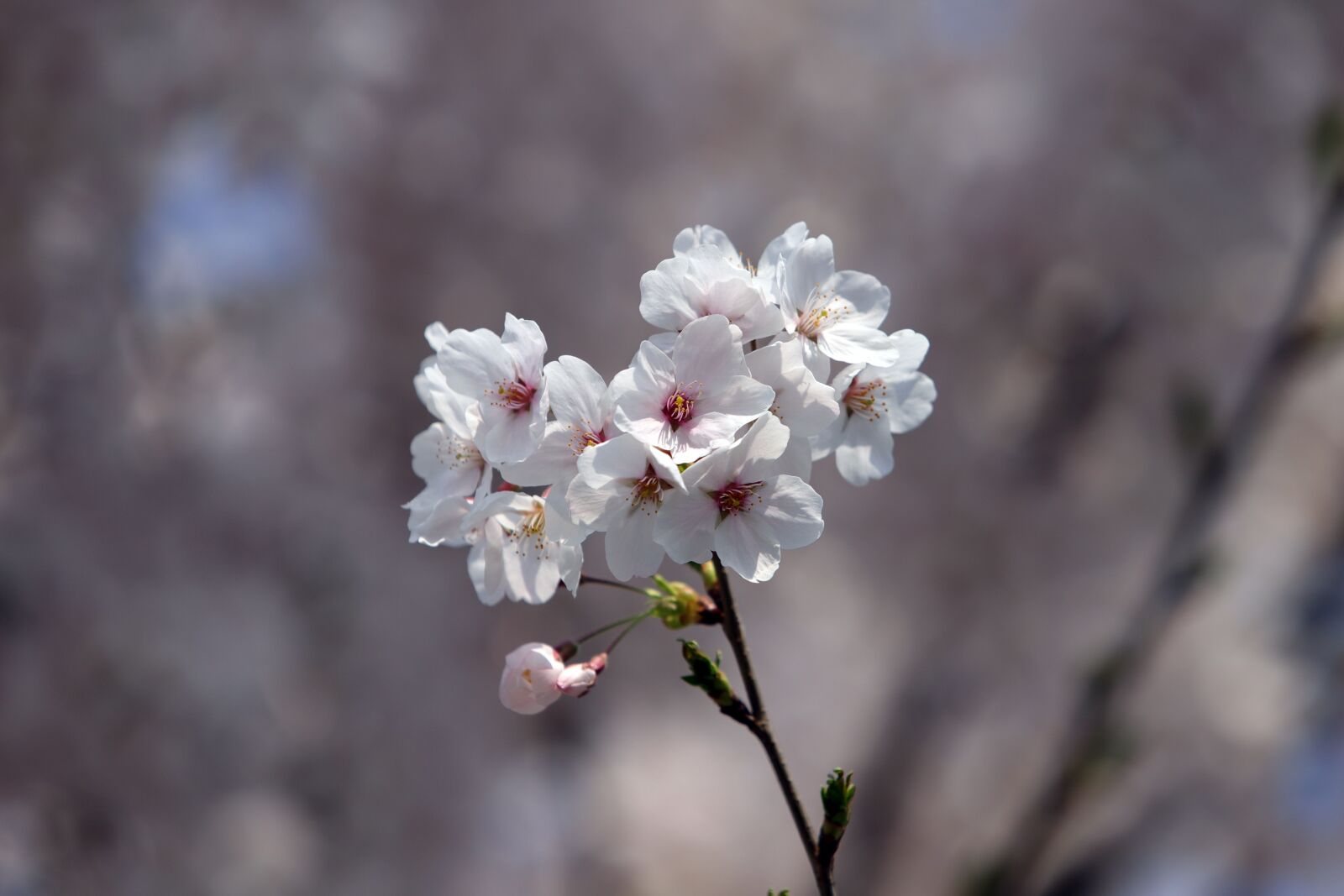 Canon EOS 6D Mark II + Canon EF 70-200mm F2.8L USM sample photo. Spring, cherry blossom, flowers photography