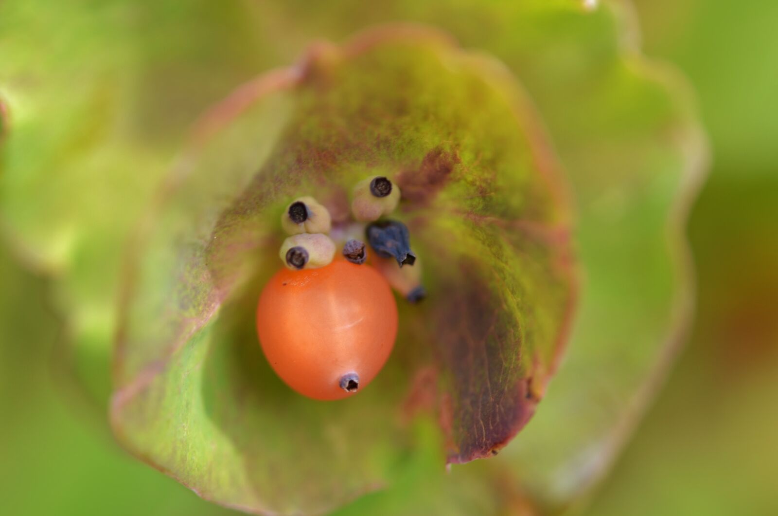 Nikon D7000 sample photo. Berry, natur, natural photography