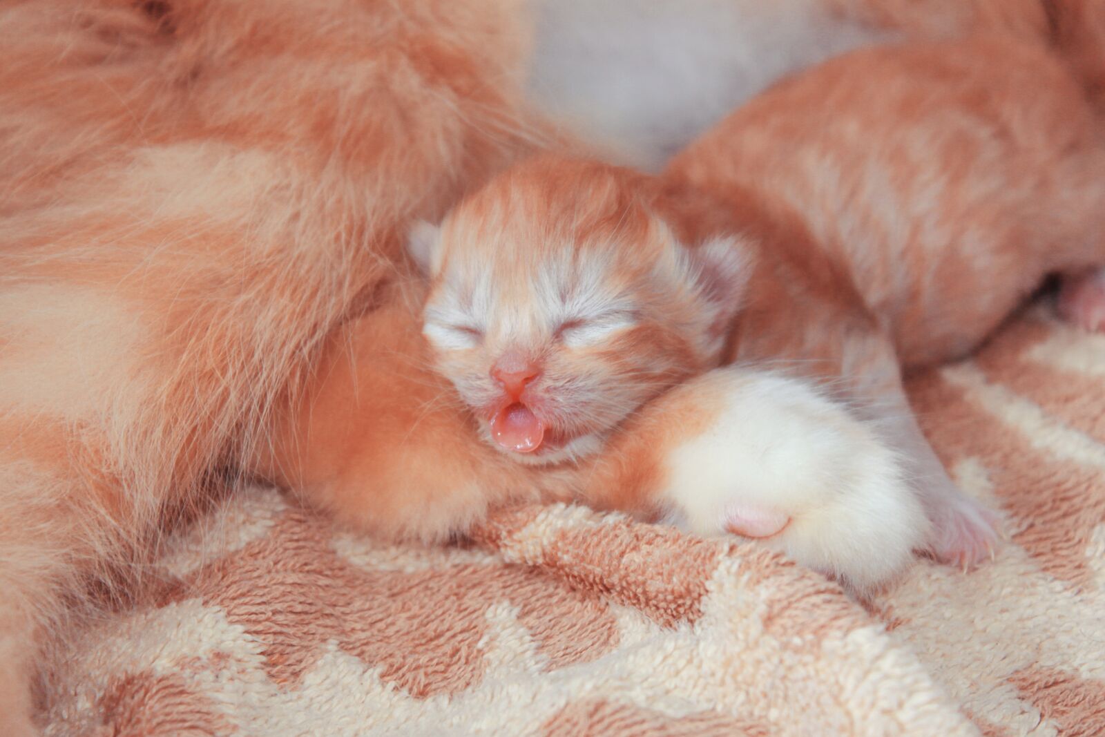 Canon EOS 50D sample photo. Cat, baby, kitten photography