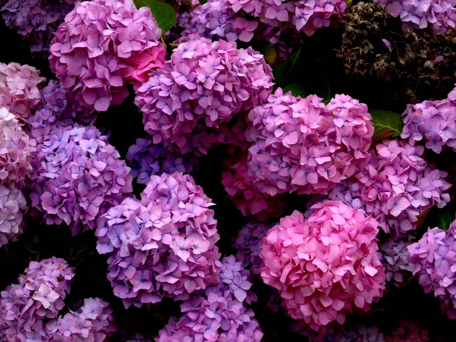 Sony Cyber-shot DSC-HX50V sample photo. Blossom, bloom, hydrangea photography