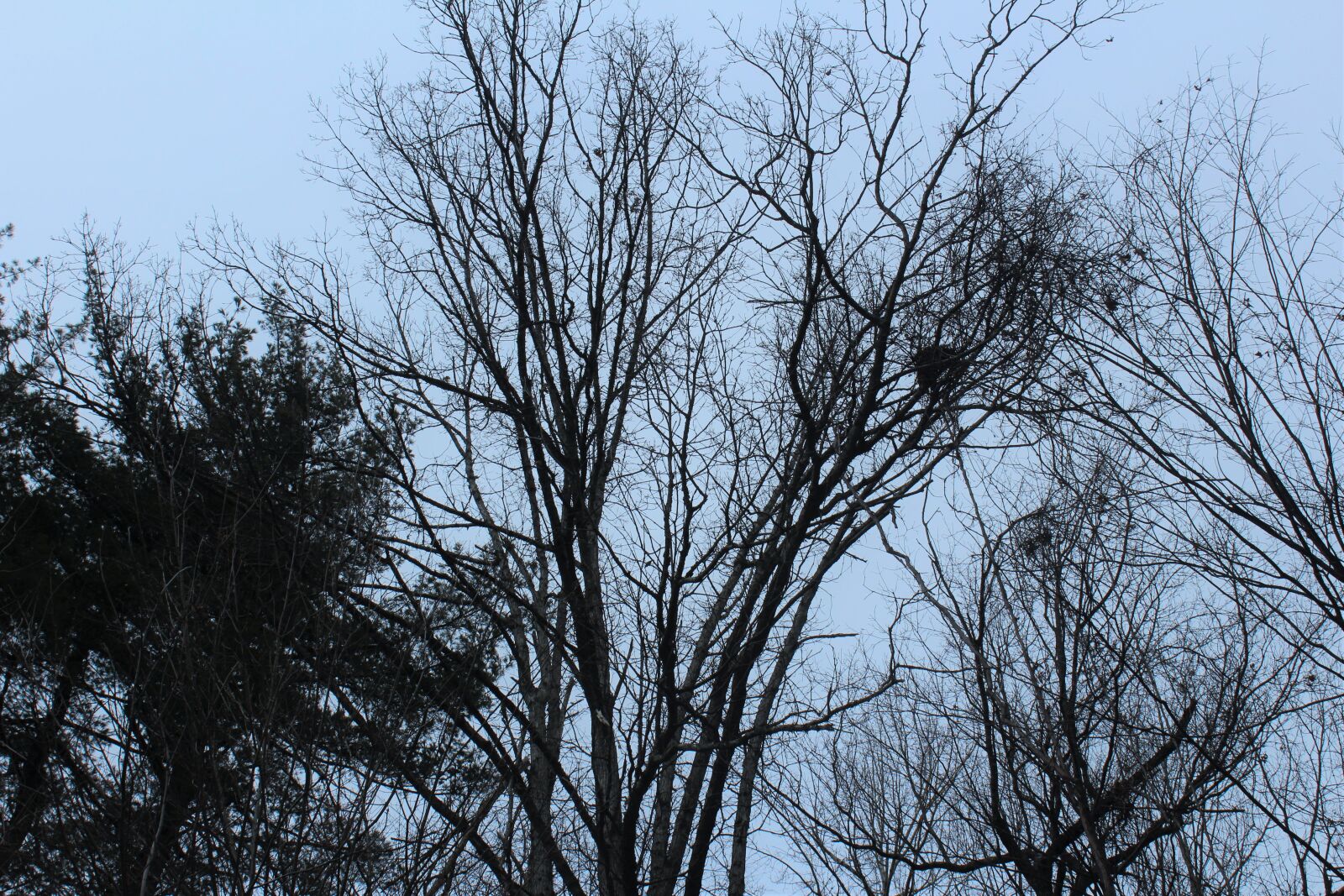 Canon EOS 1200D (EOS Rebel T5 / EOS Kiss X70 / EOS Hi) sample photo. Blue, cold, sky, winter photography