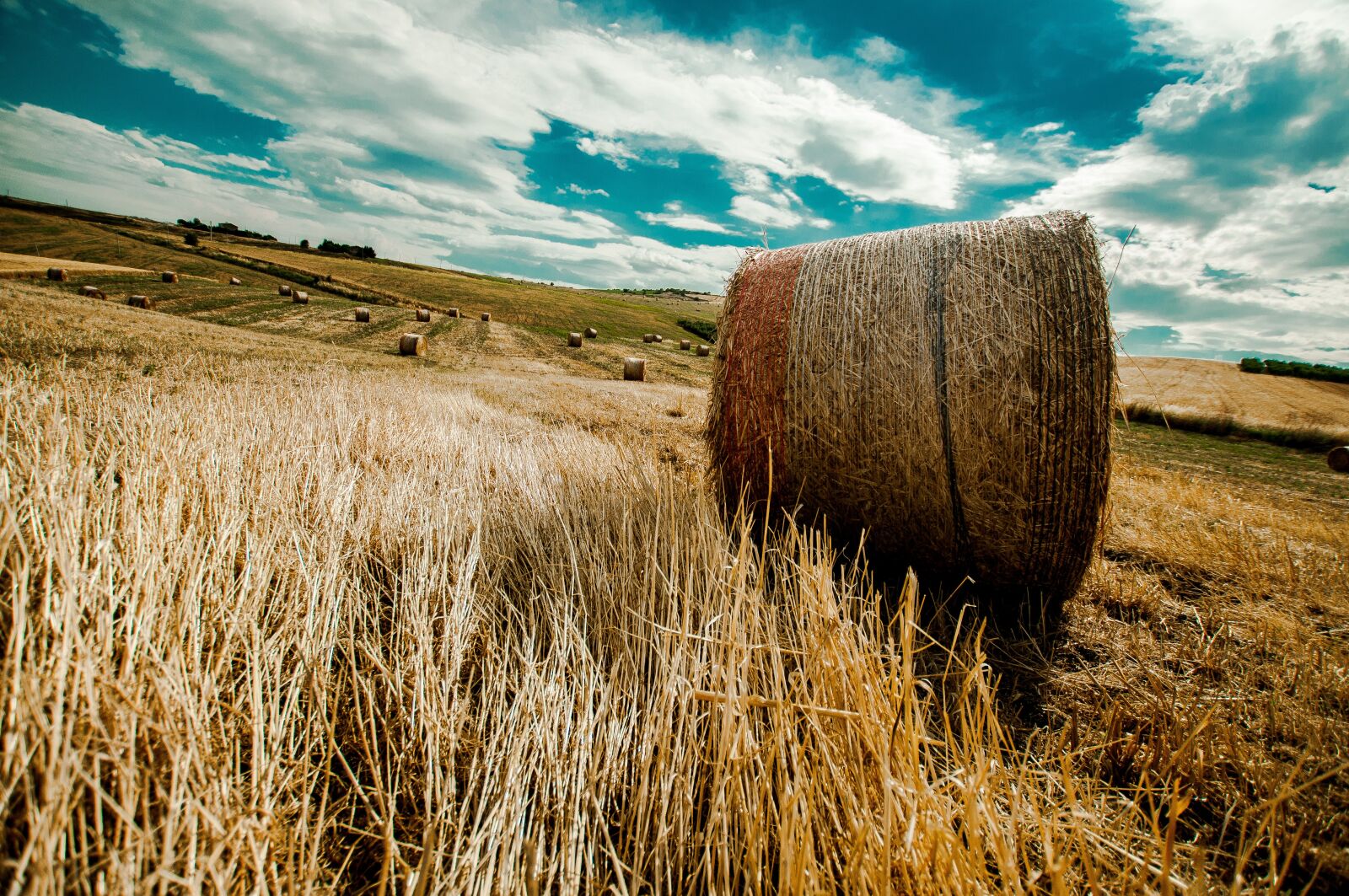 Nikon D300 sample photo. Campaign, sky, wheat photography
