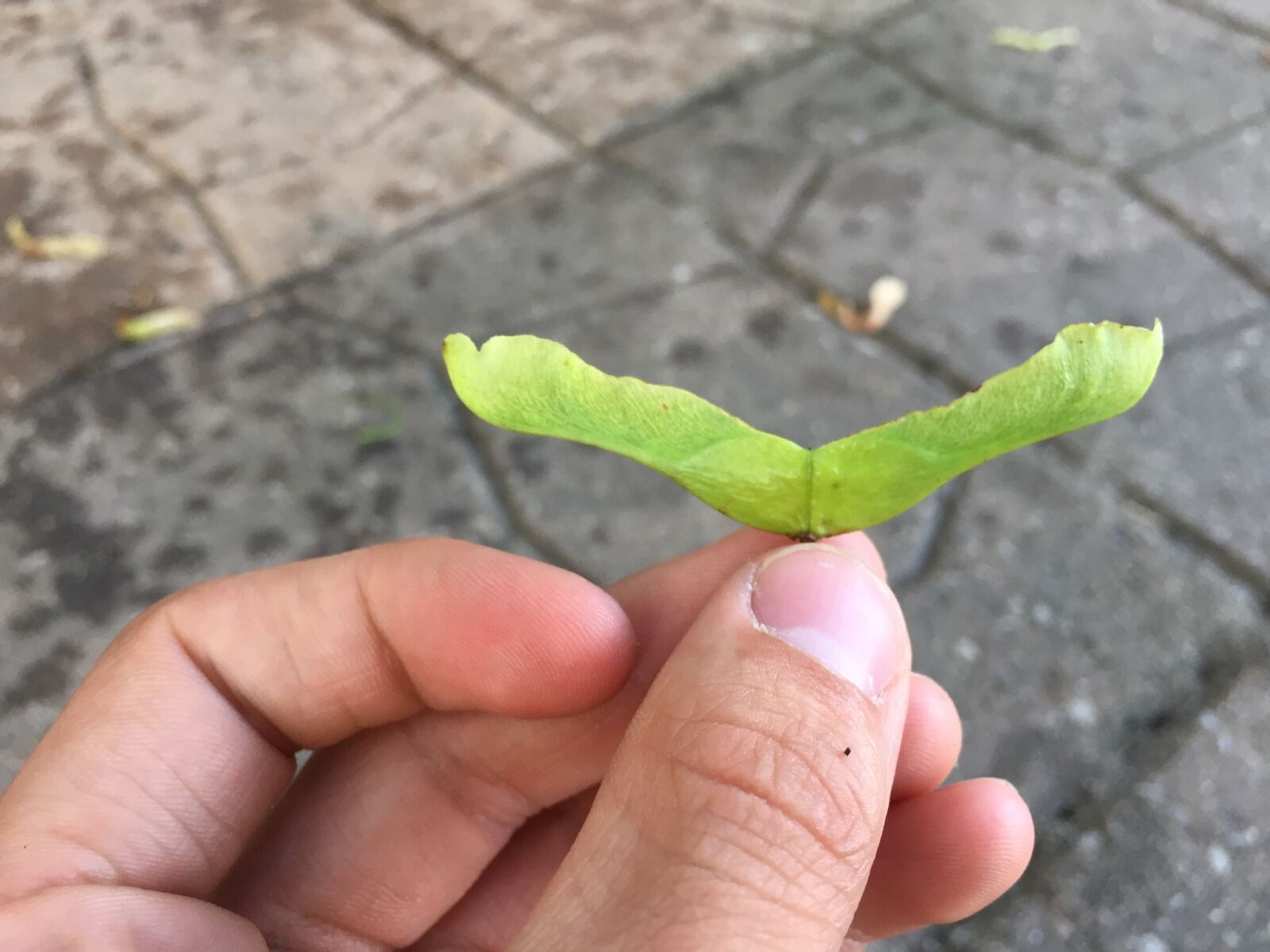 iPhone 6 back camera 4.15mm f/2.2 sample photo