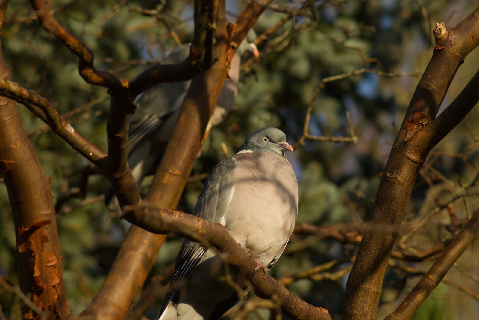 Tamron AF 70-300mm F4-5.6 Di LD Macro sample photo