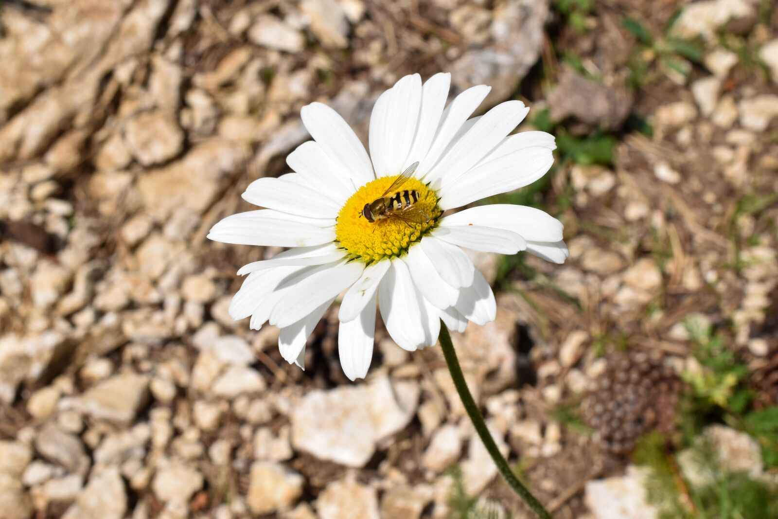 Nikon D5600 sample photo. Fly, insects, flower photography