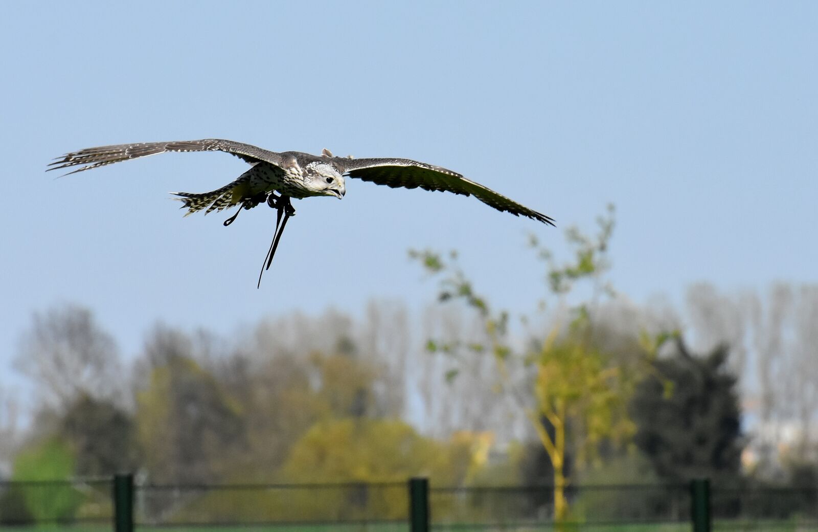Nikon D7200 sample photo. Falcon, bird of prey photography