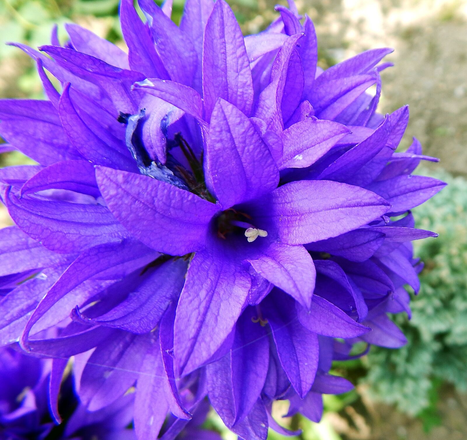 Nikon Coolpix L830 sample photo. Spring, flower, purple photography