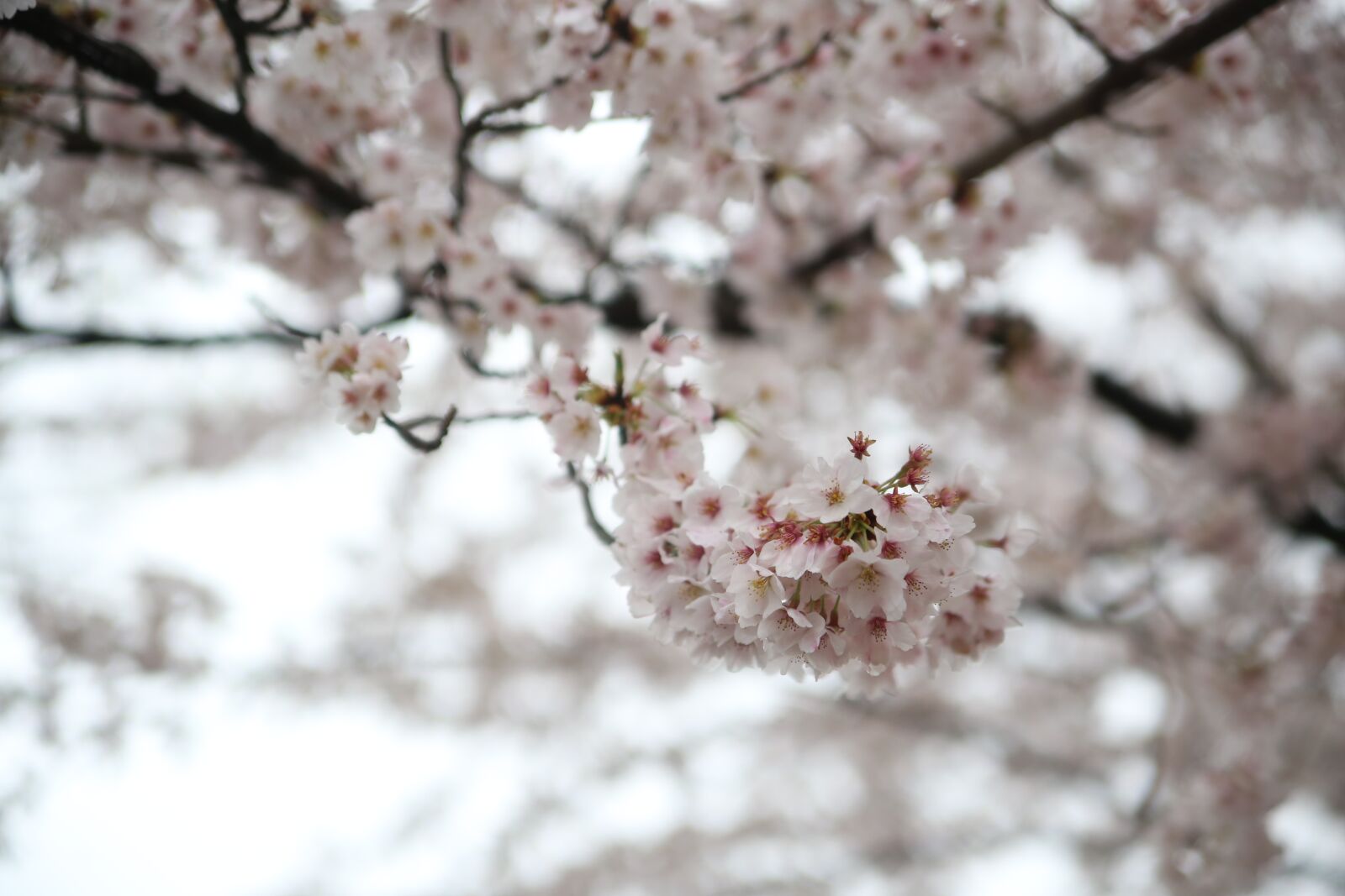 Canon EOS 6D sample photo. Spring, cherry blossom, sakura photography