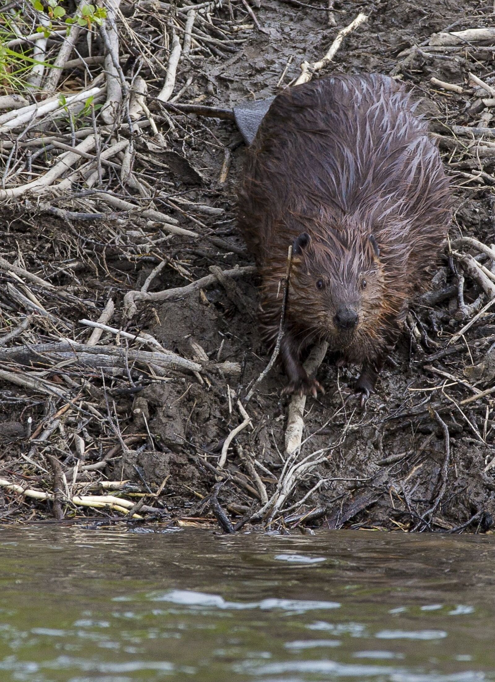 Canon EF 200-400mm F4L IS USM Extender 1.4x sample photo. Beaver, rodent, animal photography