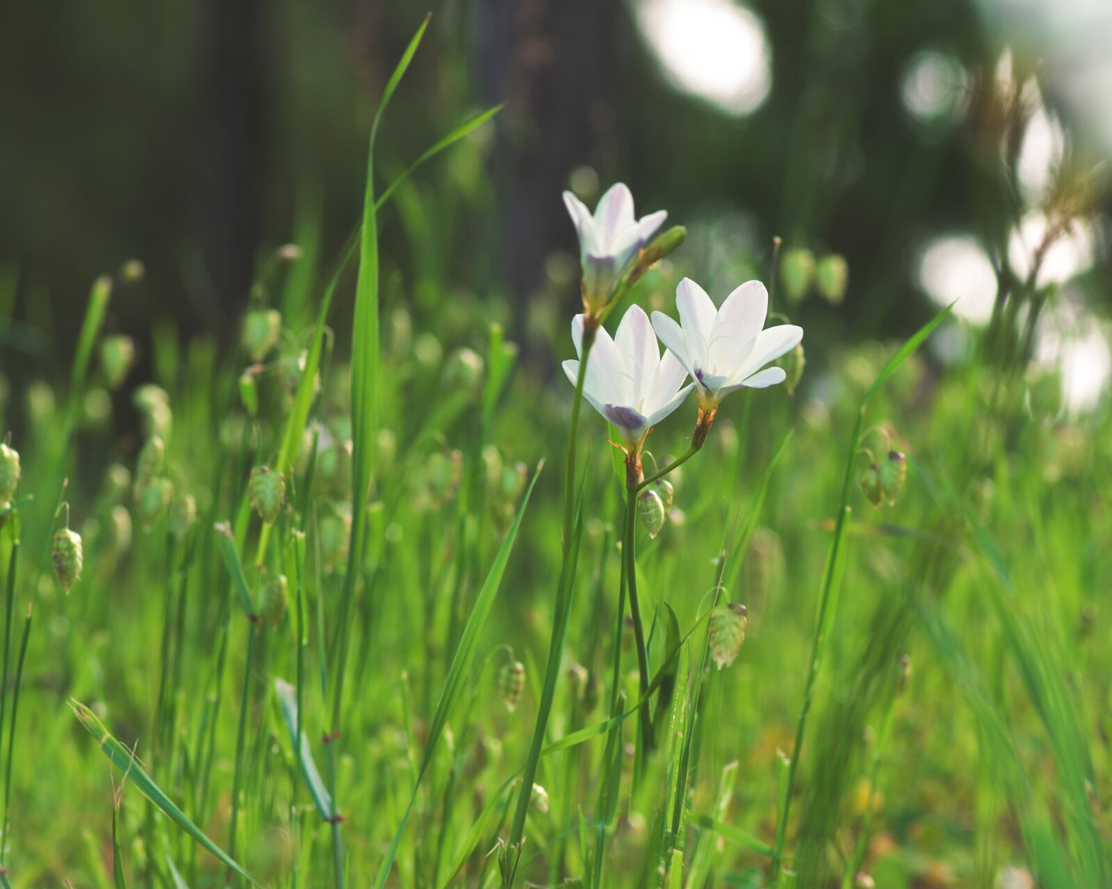 Pentax K-5 sample photo. Meadow, flower, green photography