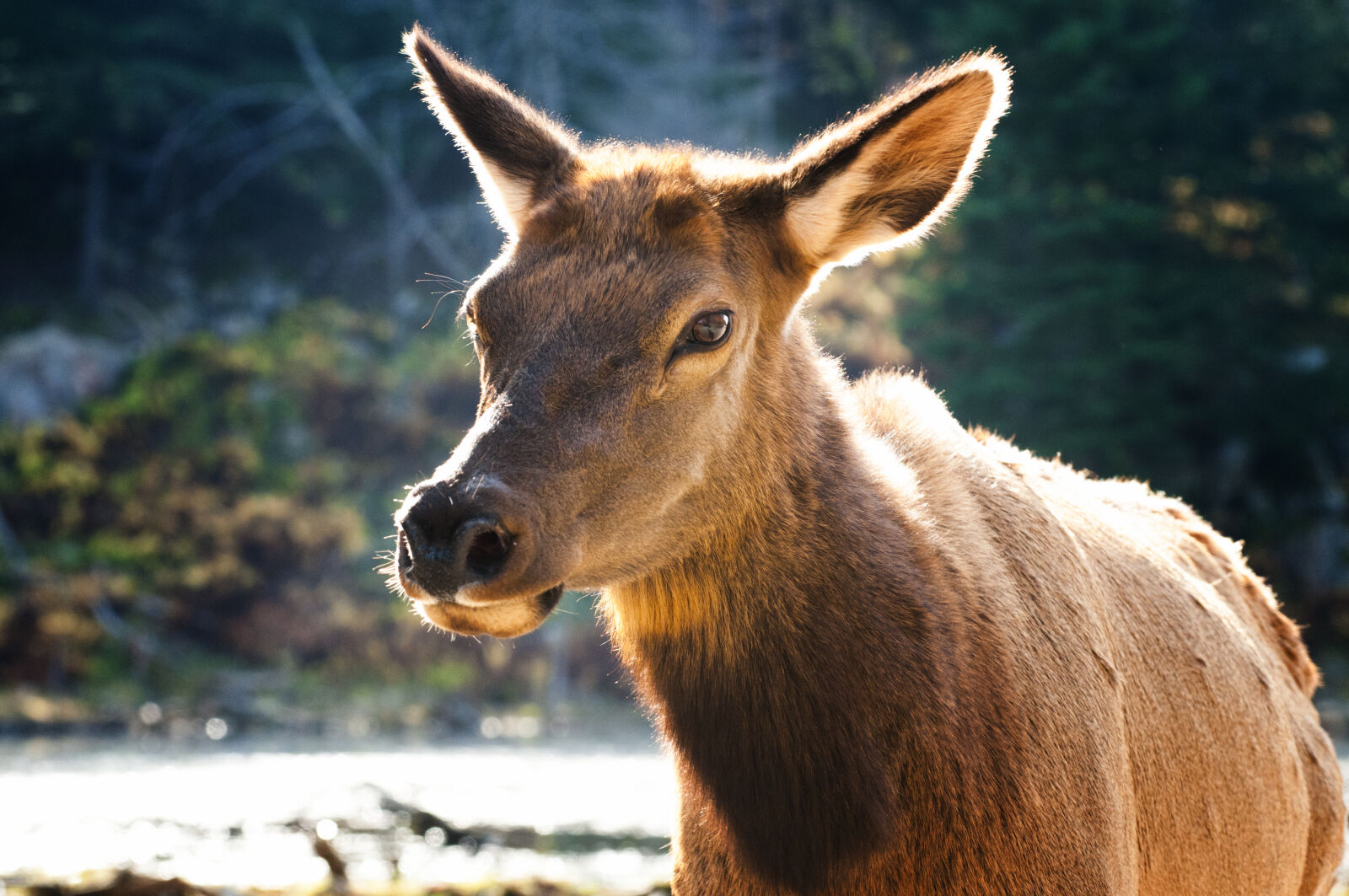 Nikon D300 sample photo. Animal, canada, deer, fur photography