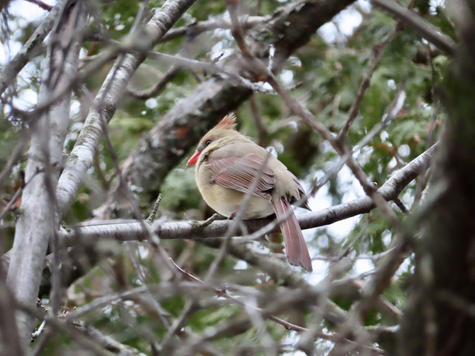 Canon PowerShot SX740 HS sample photo