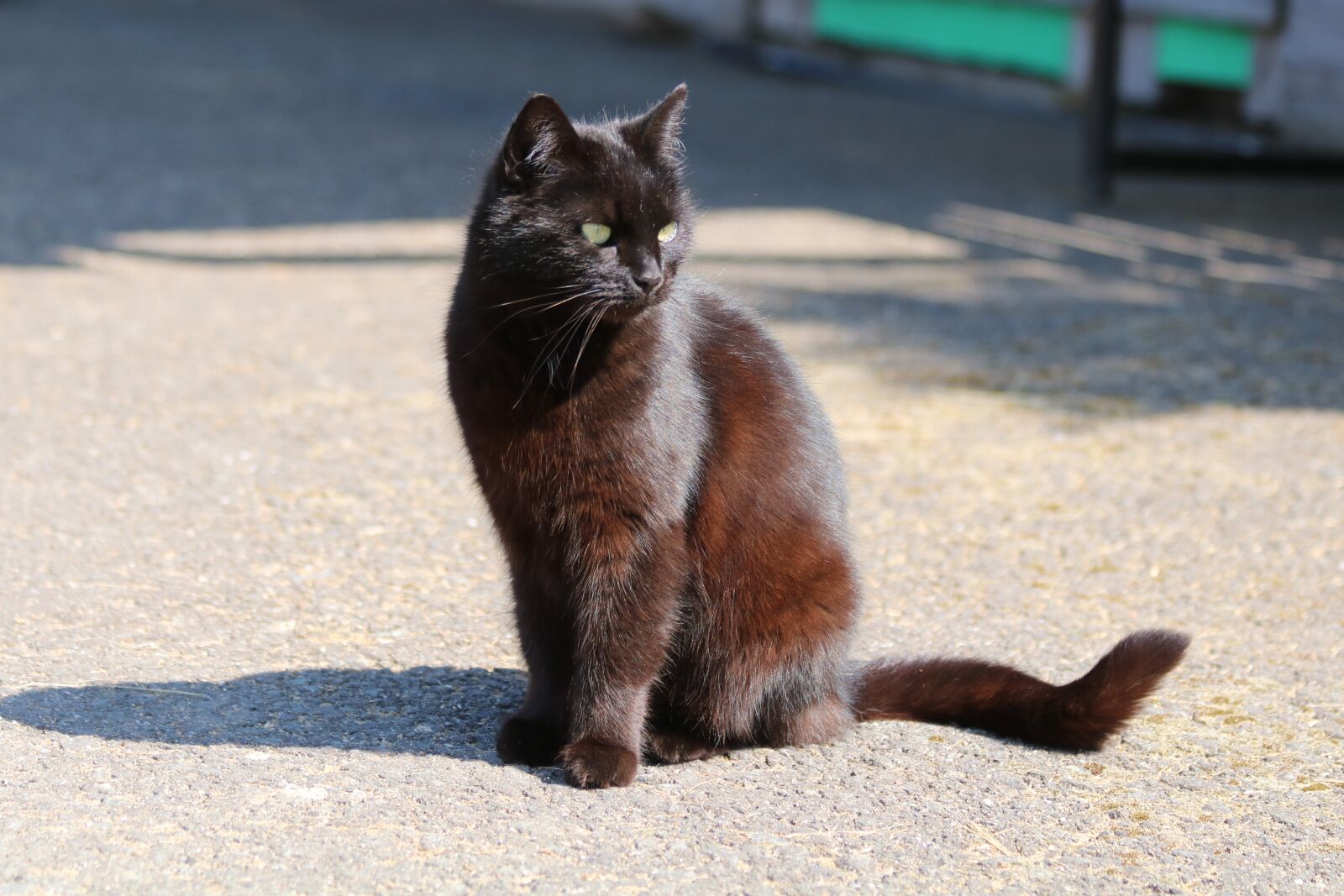 Canon EOS 750D (EOS Rebel T6i / EOS Kiss X8i) sample photo. Black cat, shadow, animal photography