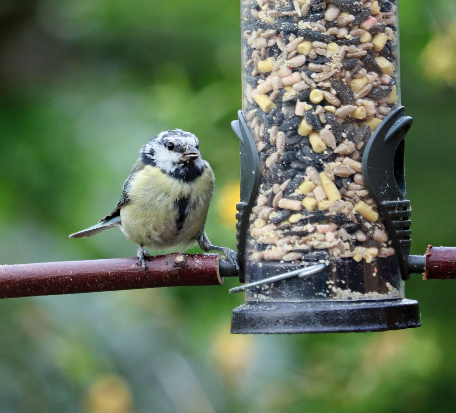 Canon EOS 750D (EOS Rebel T6i / EOS Kiss X8i) sample photo. Blue tit, young, baby photography