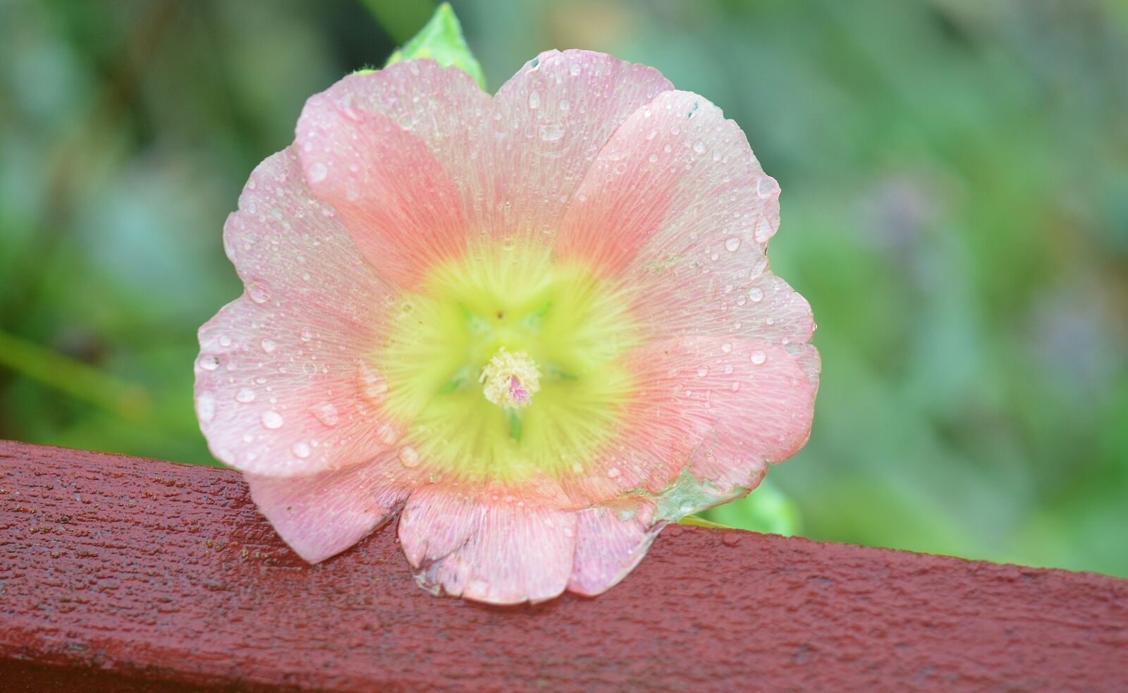 Nikon D7000 sample photo. Flower, natur, spring photography