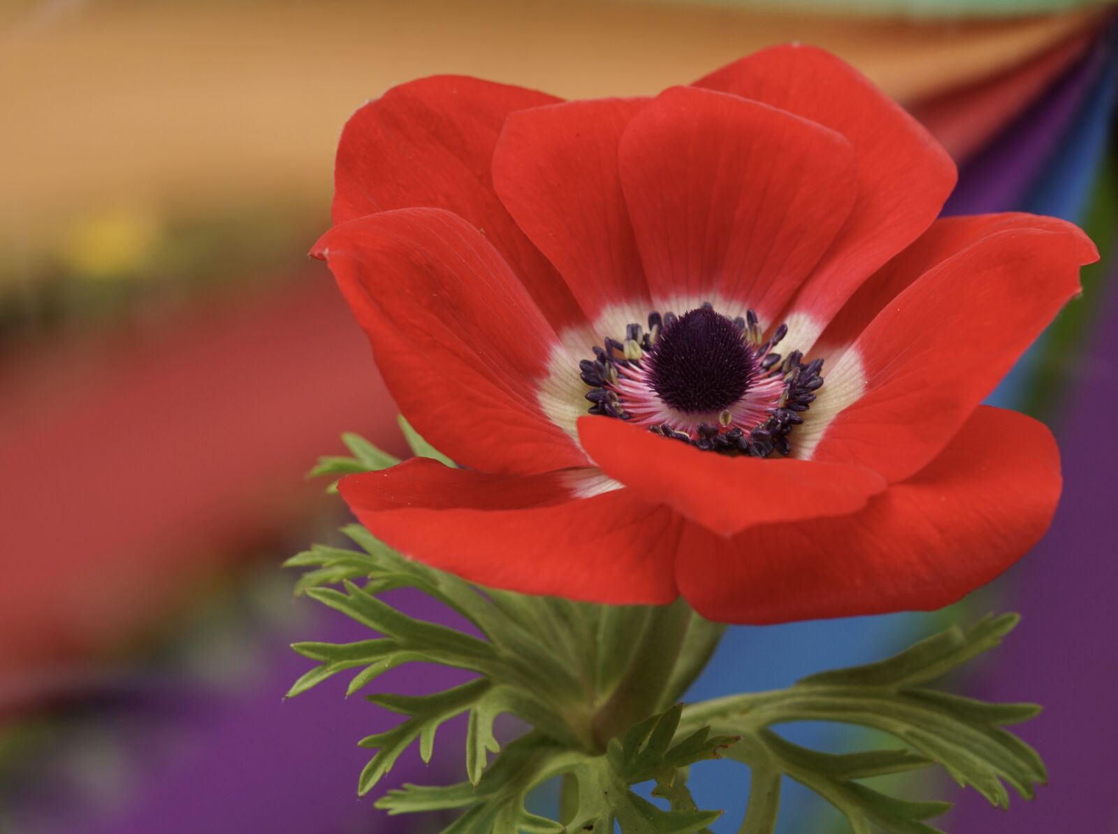 Sony SLT-A68 sample photo. Poppy, red, blossom photography