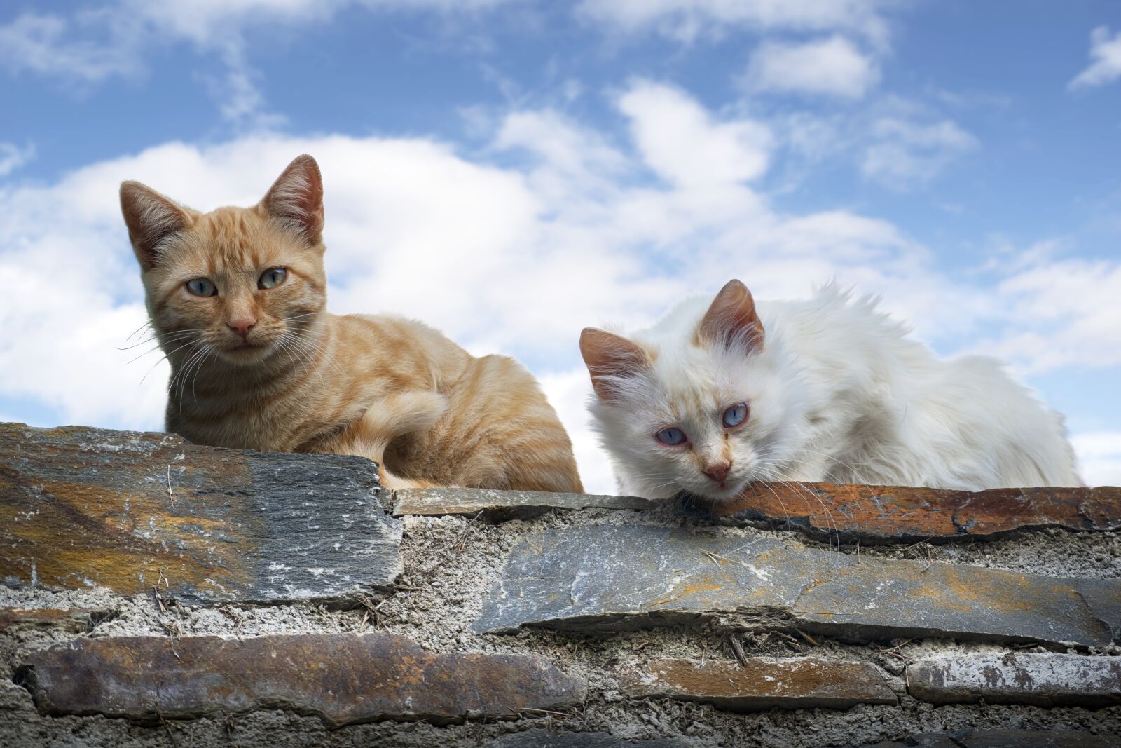 Nikon D3300 sample photo. Cats, portrait, animals photography