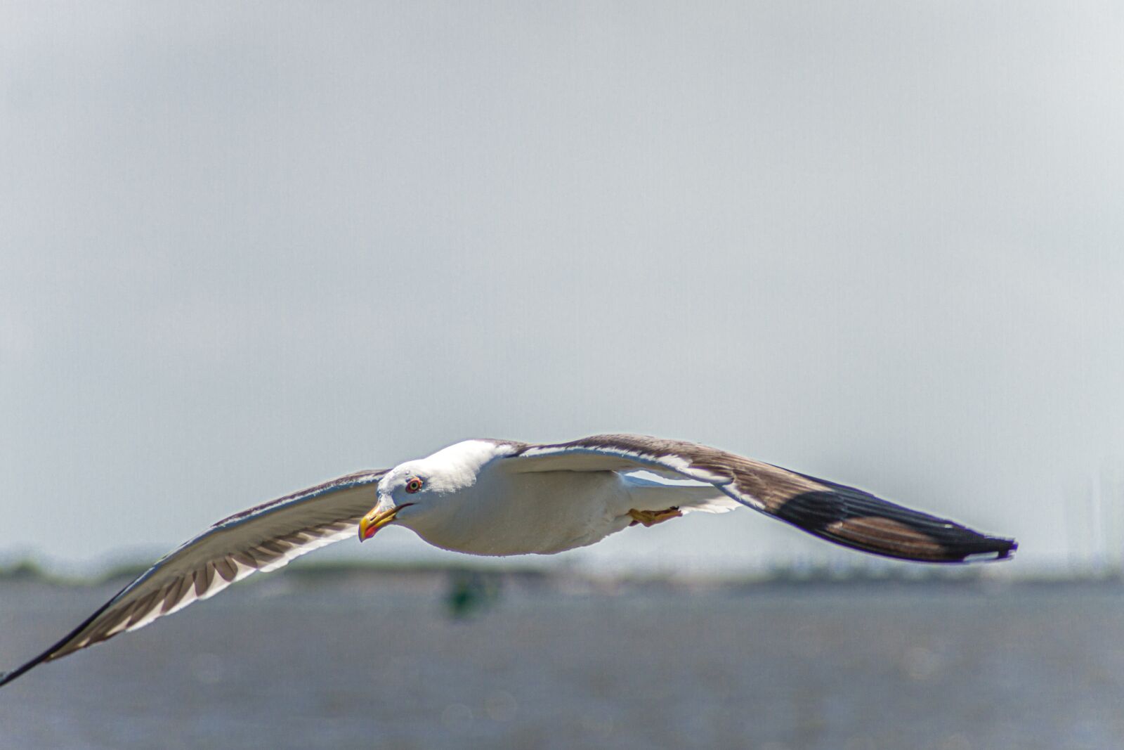 Canon EOS 7D sample photo. Seagull, herring gull, flying photography