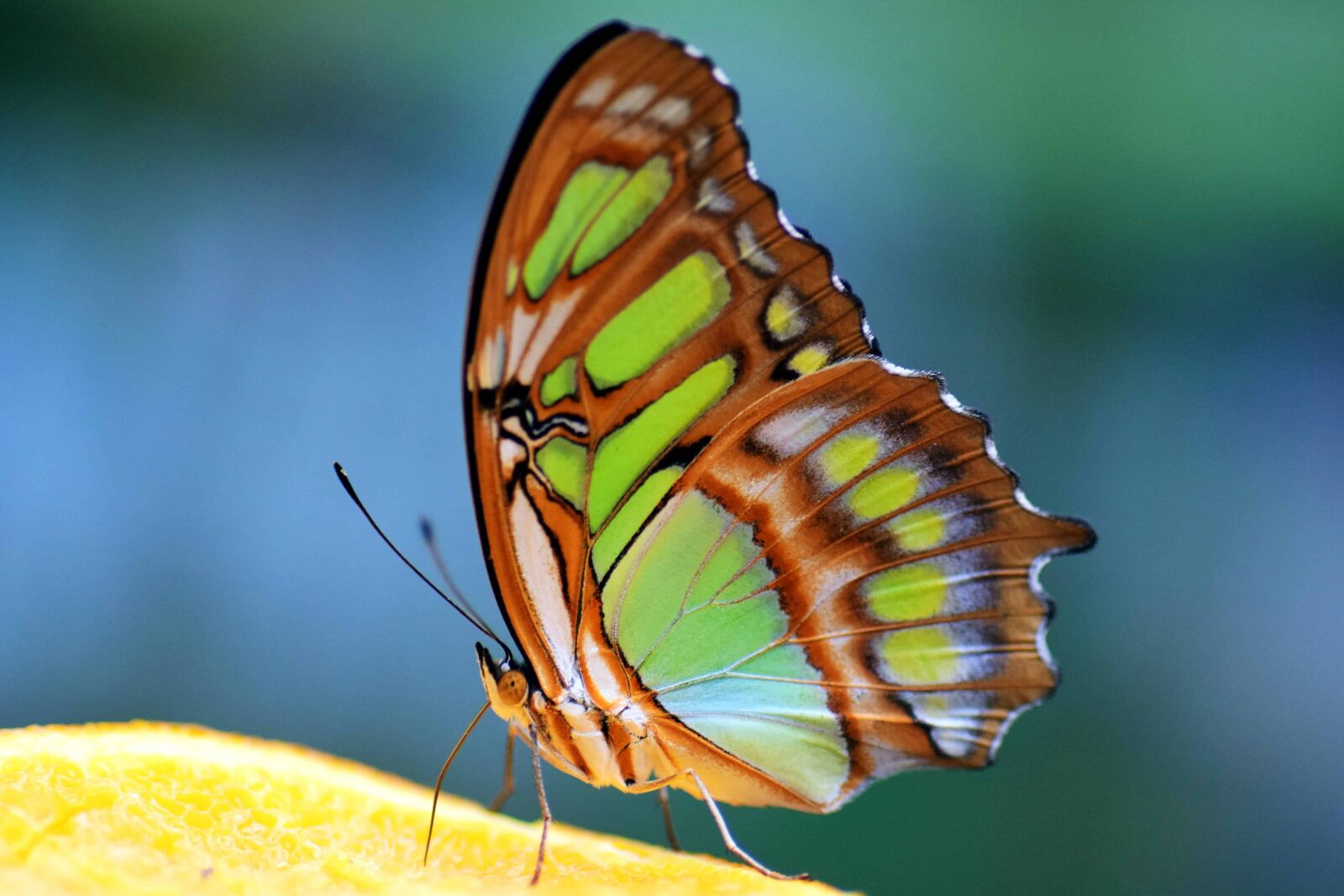 Nikon D3300 sample photo. Insect, nature, butterfly, plant photography