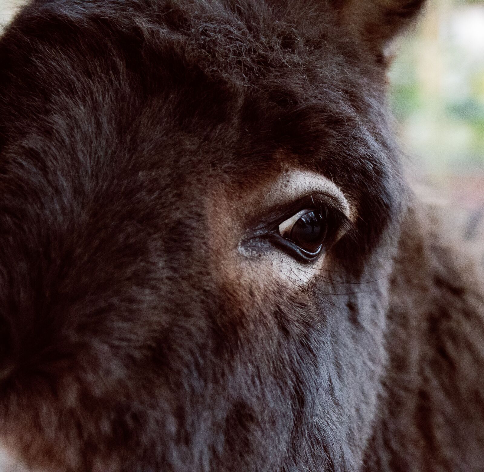 Canon EOS 80D sample photo. Donkey, mammal, animal photography