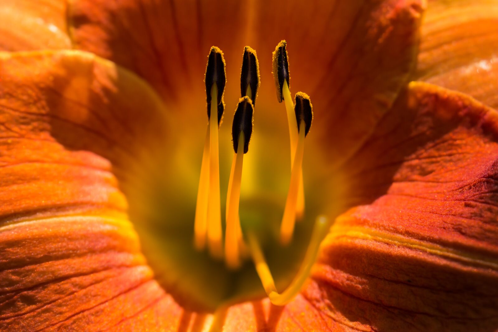Canon EOS 70D sample photo. Lily, flower, garden photography