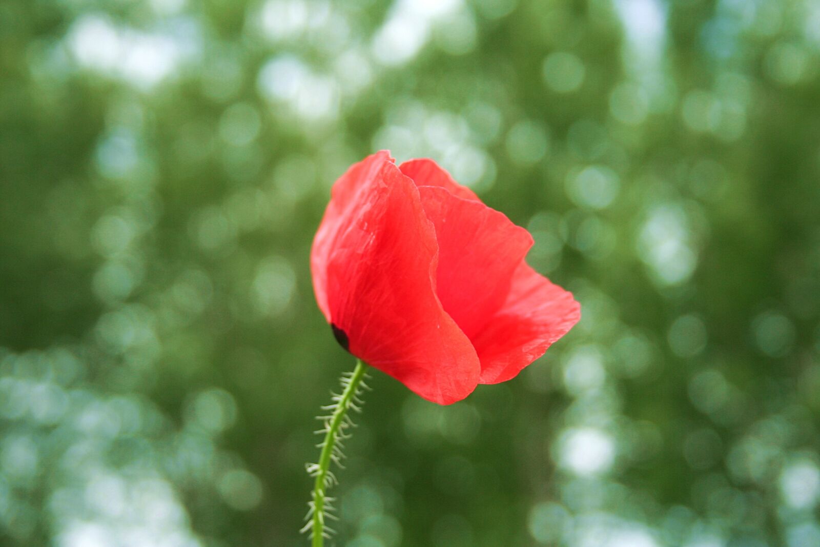 Canon EOS 350D (EOS Digital Rebel XT / EOS Kiss Digital N) sample photo. Poppy, red, green photography