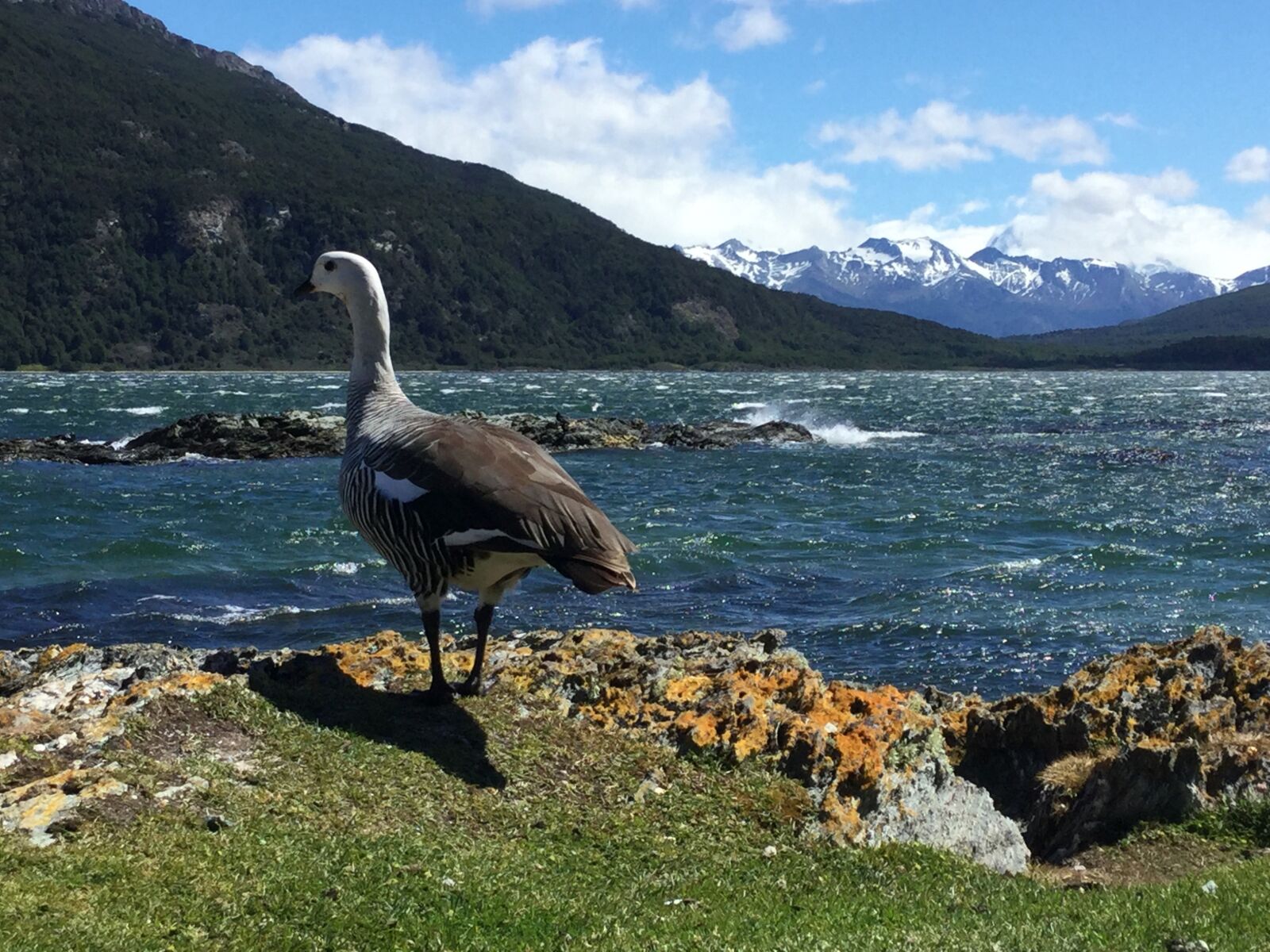 iPod touch back camera 3.3mm f/2.4 sample photo. Goose, migration, ushuaia photography