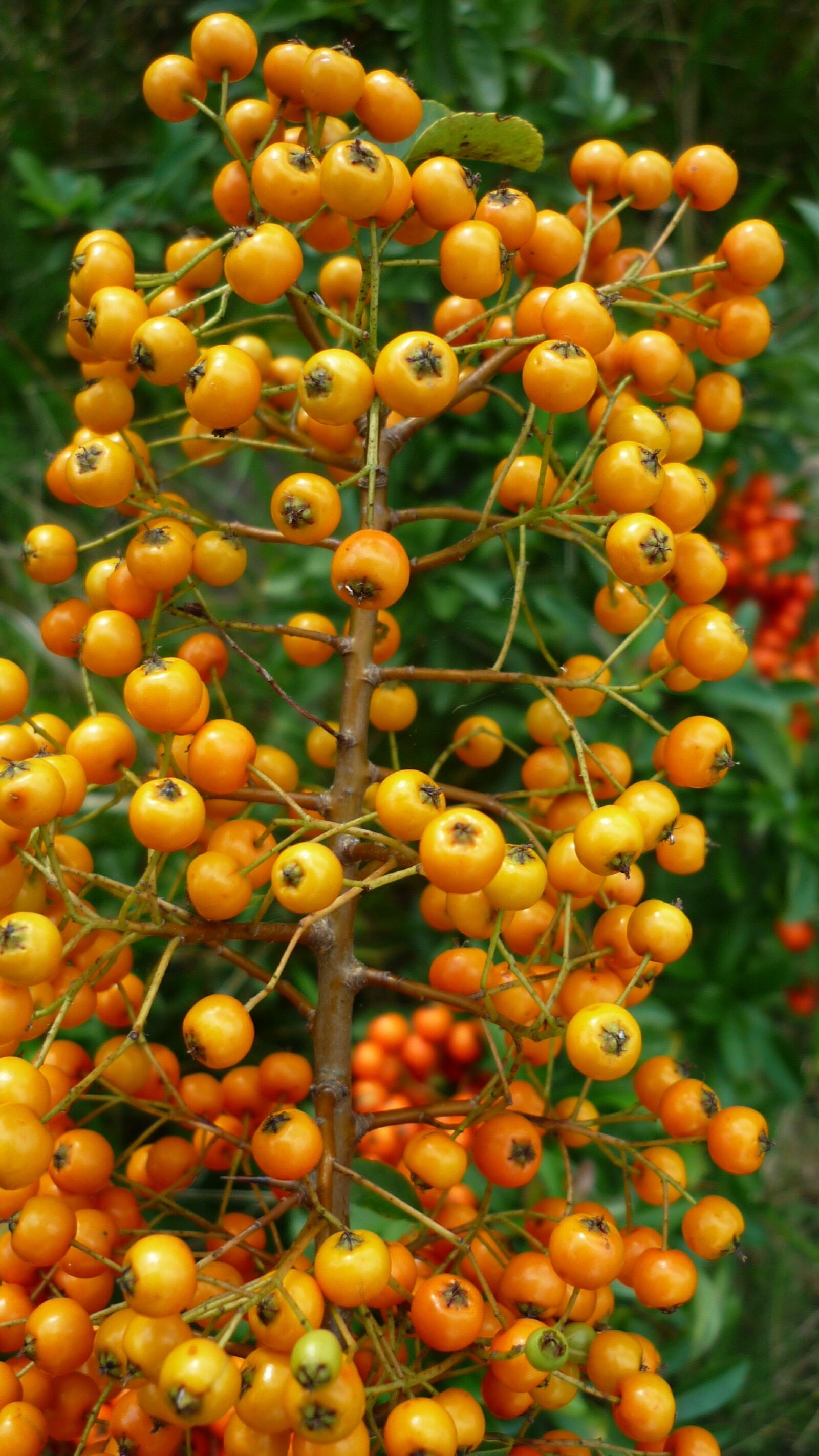 Panasonic Lumix DMC-FS6 sample photo. Sea buckthorn, berry, bush photography