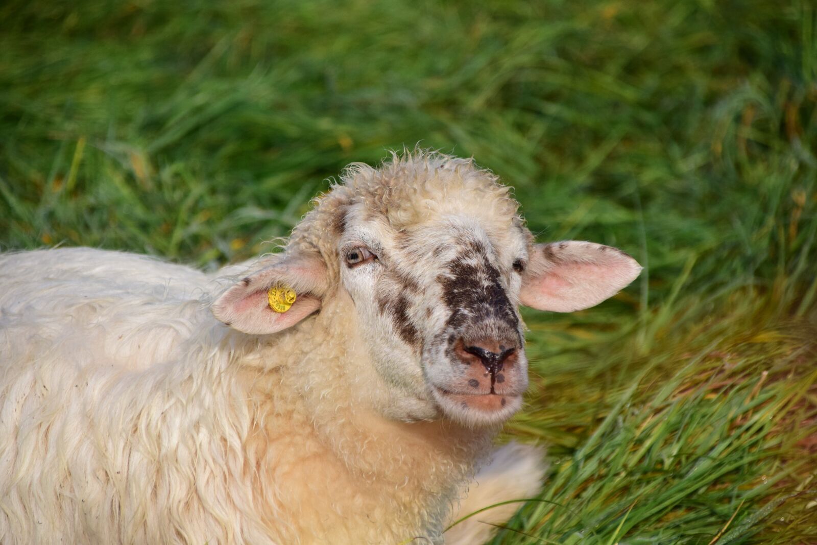 Nikon D3300 sample photo. Sheep, white, livestock photography