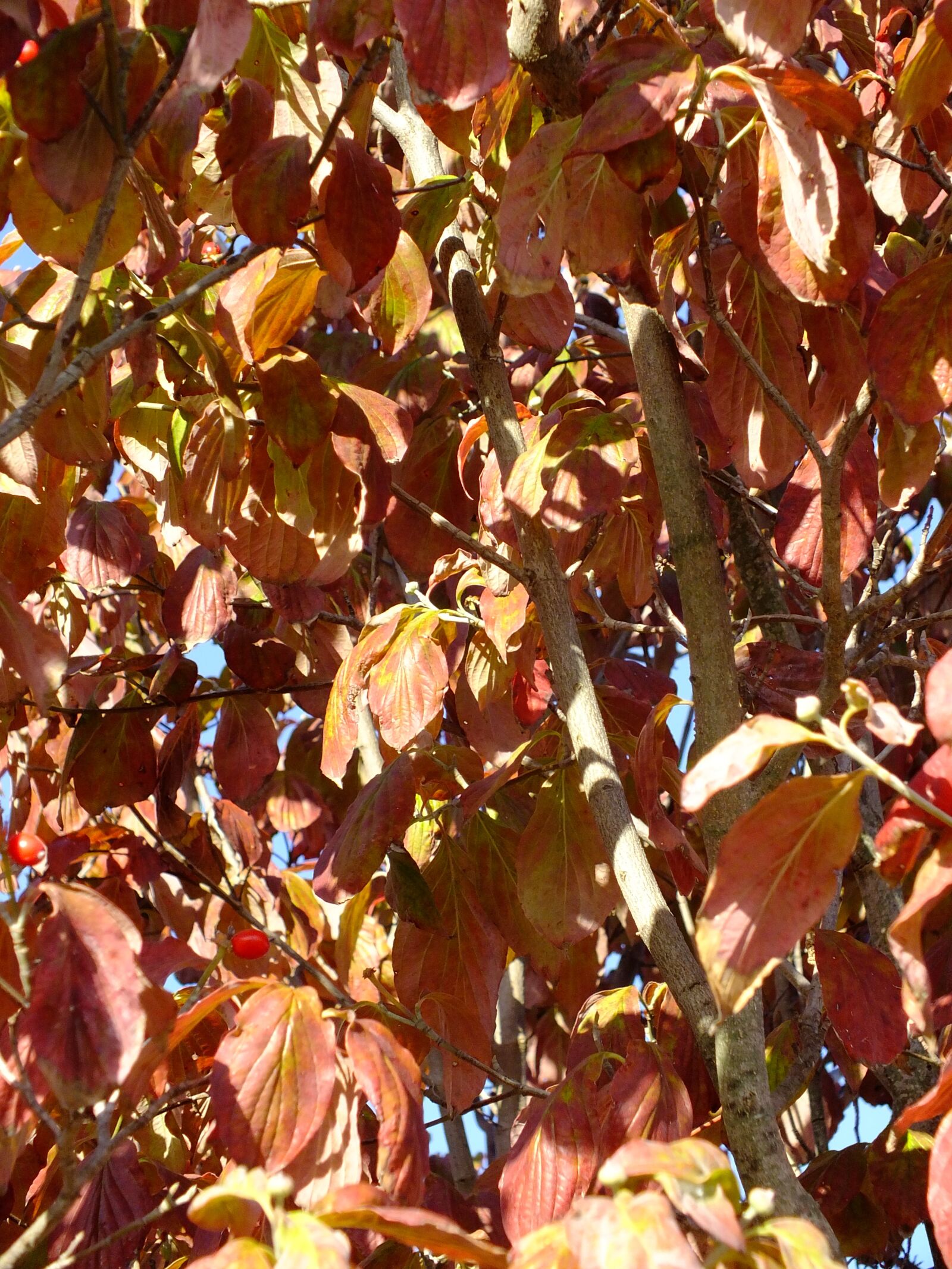 Fujifilm FinePix HS25EXR sample photo. Leaves, autumn, dogwood photography