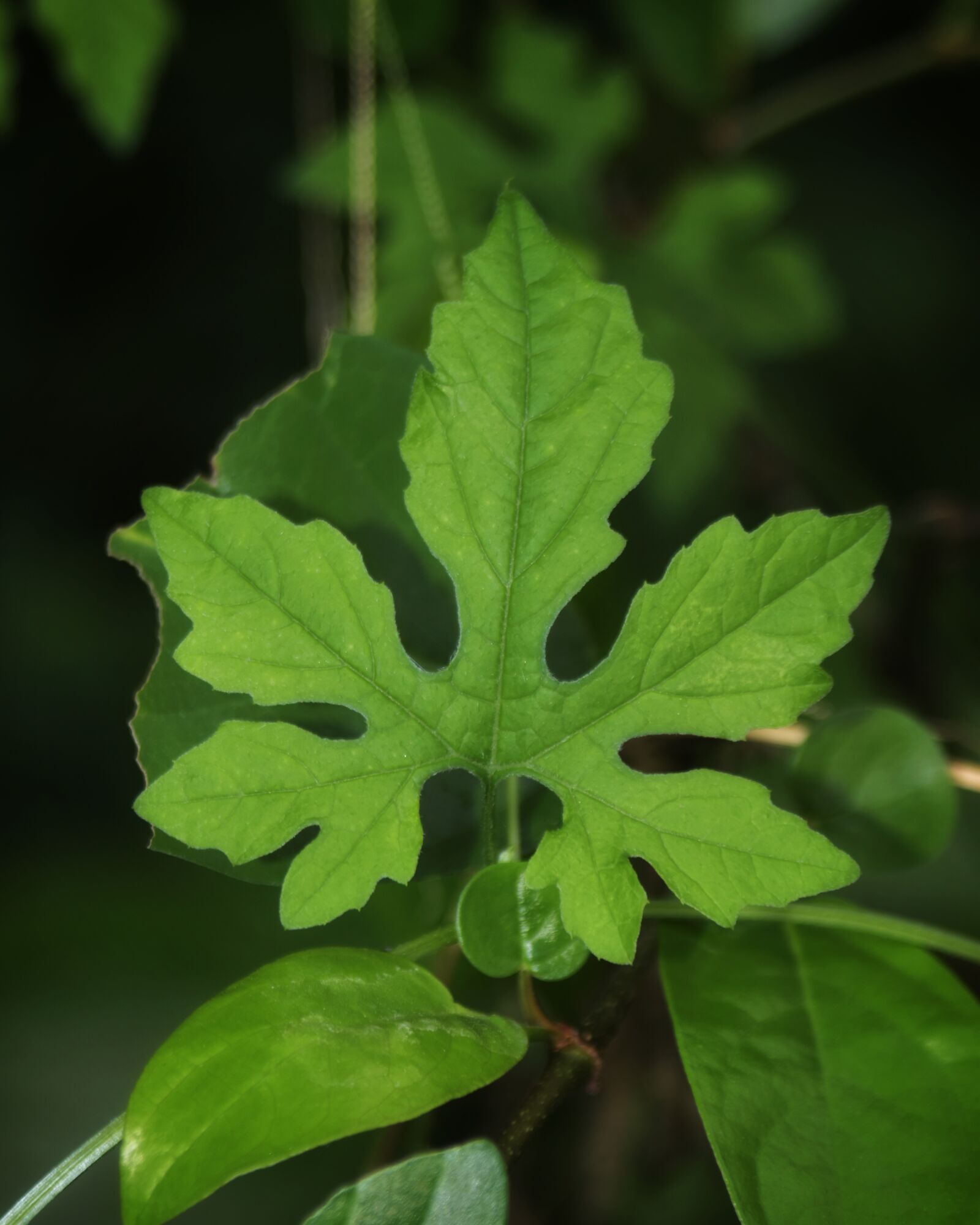 Nikon D5500 sample photo. Metaphyta, plant, leaf photography